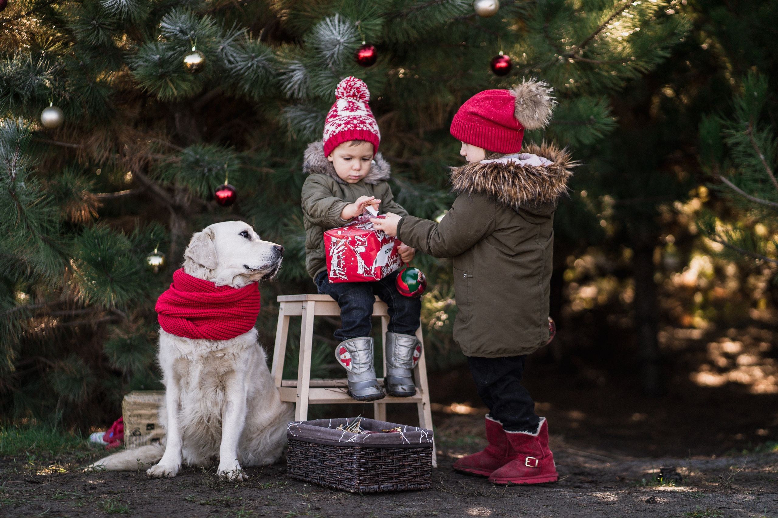 Зеленый Новый год. Семейный и детский фотограф в Краснодаре