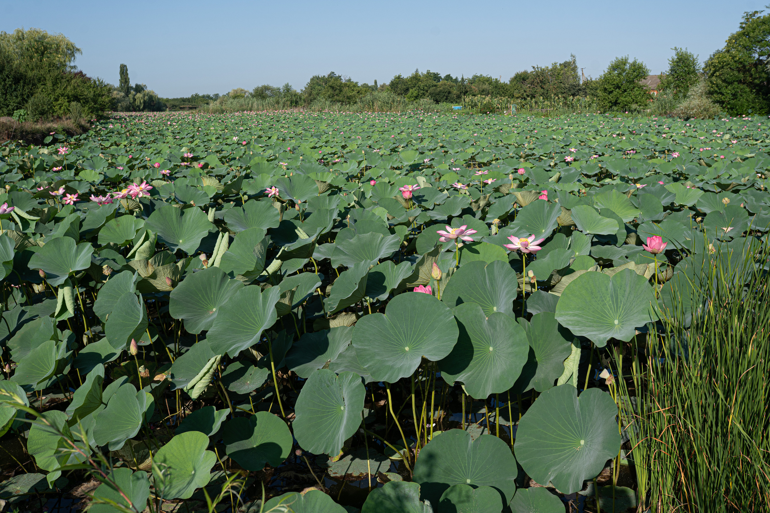 Поездка в лотосы. Семейный и детский фотограф в Краснодаре