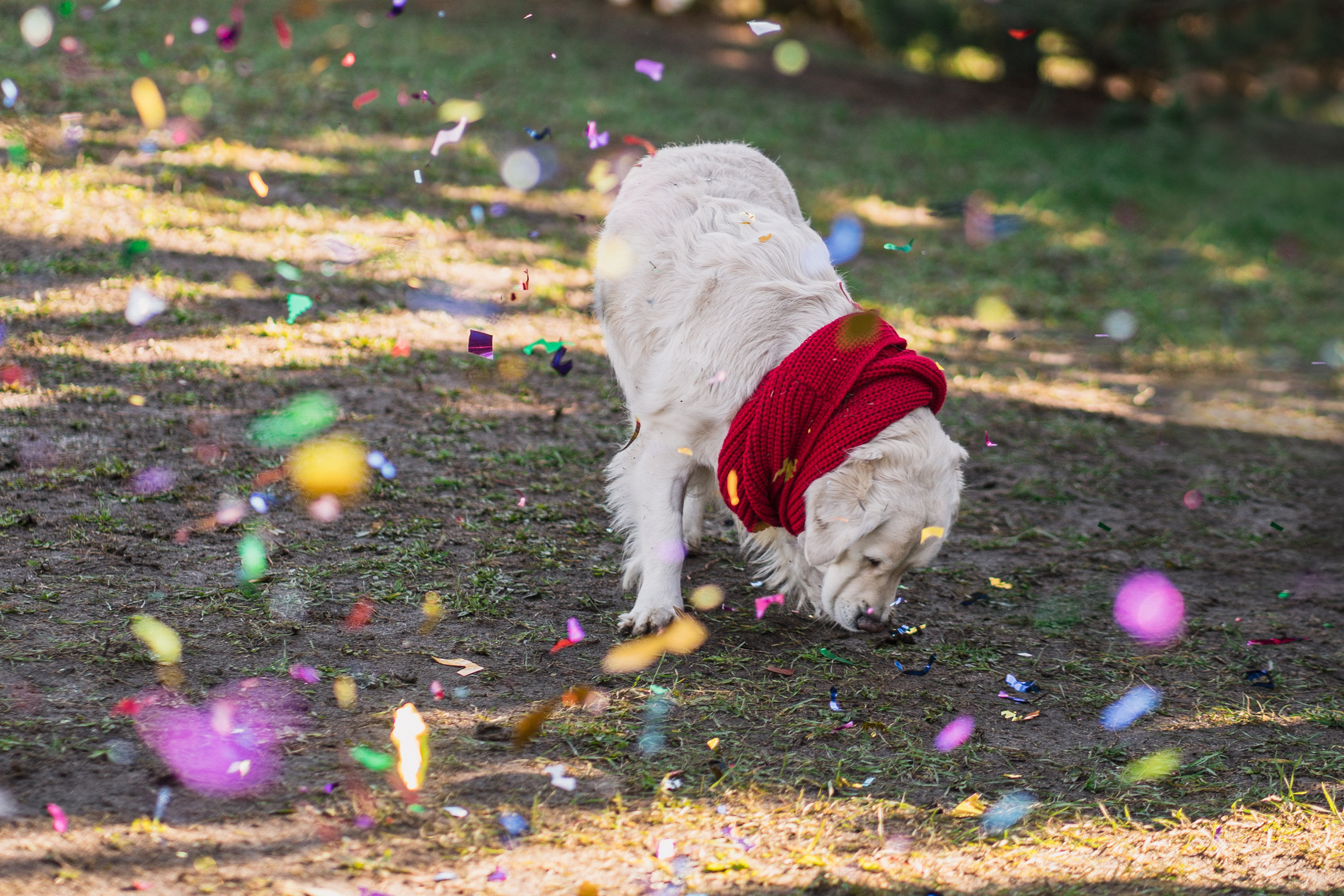 Зеленый Новый год. Семейный и детский фотограф в Краснодаре