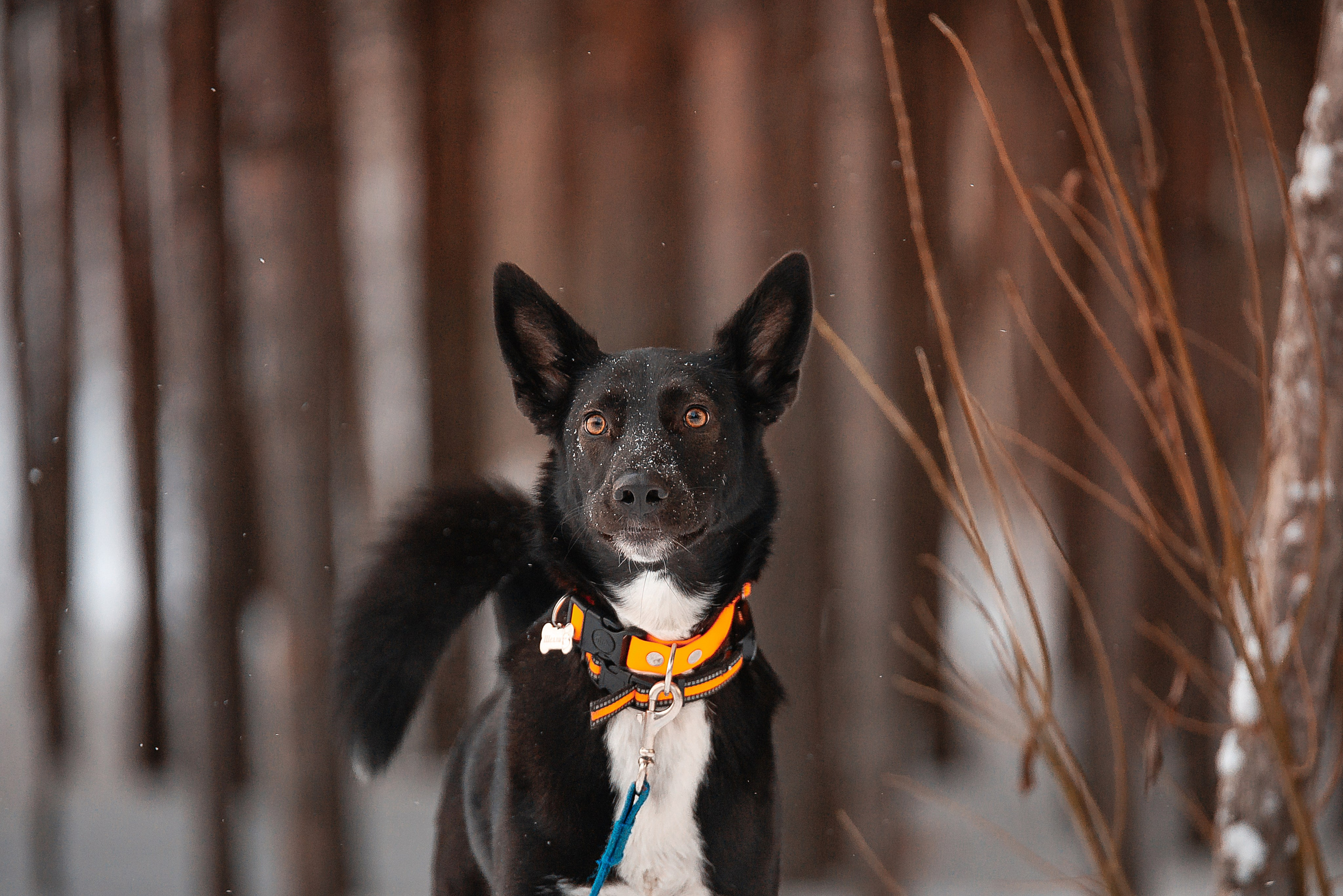 Татьяна, Михаил, Шелли и Лаки. Фотограф-анималист Анастасия Парфенова|Екатеринбург