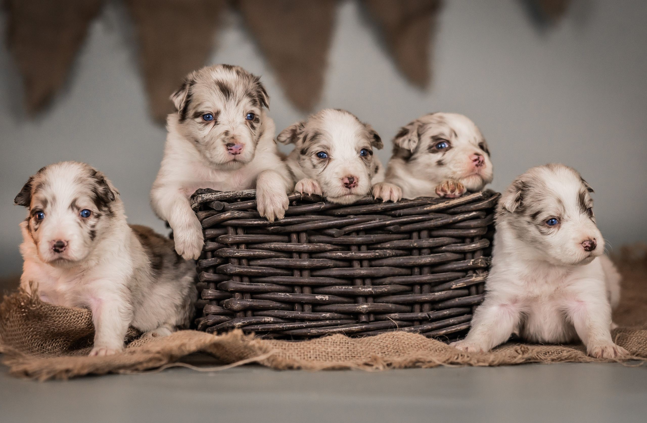 Фритсвит. Семейный фотограф Ефремова Виктория