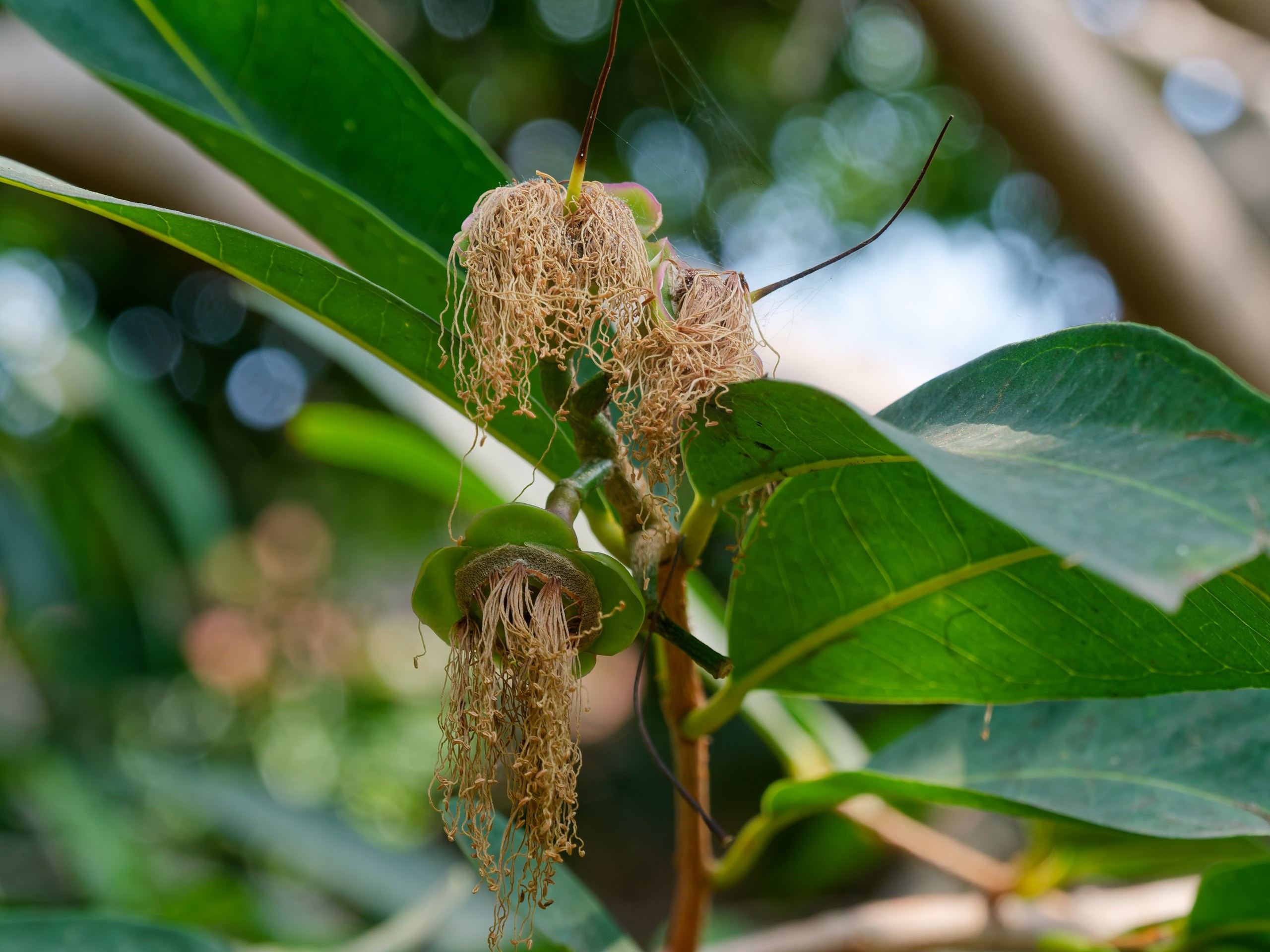 Хайнань 2026, флора, цветы и деревья. Фотопрогулки по Миру