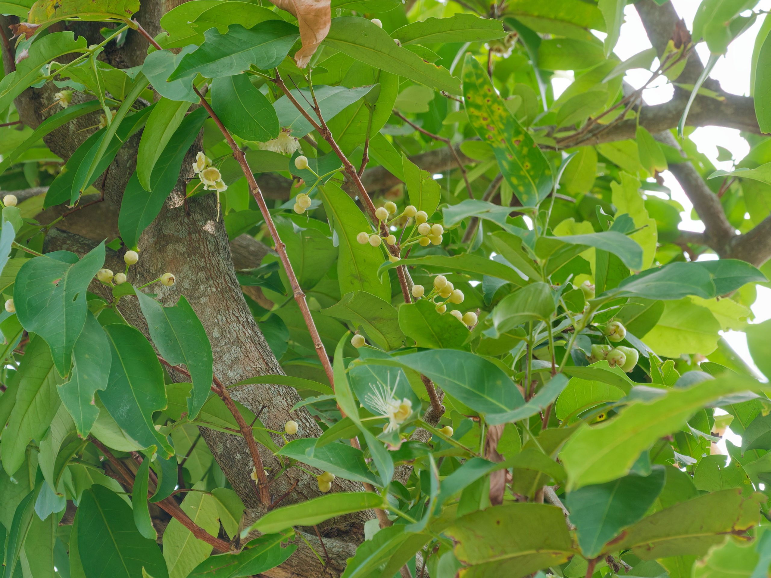 Хайнань 2026, флора, цветы и деревья. Фотопрогулки по Миру