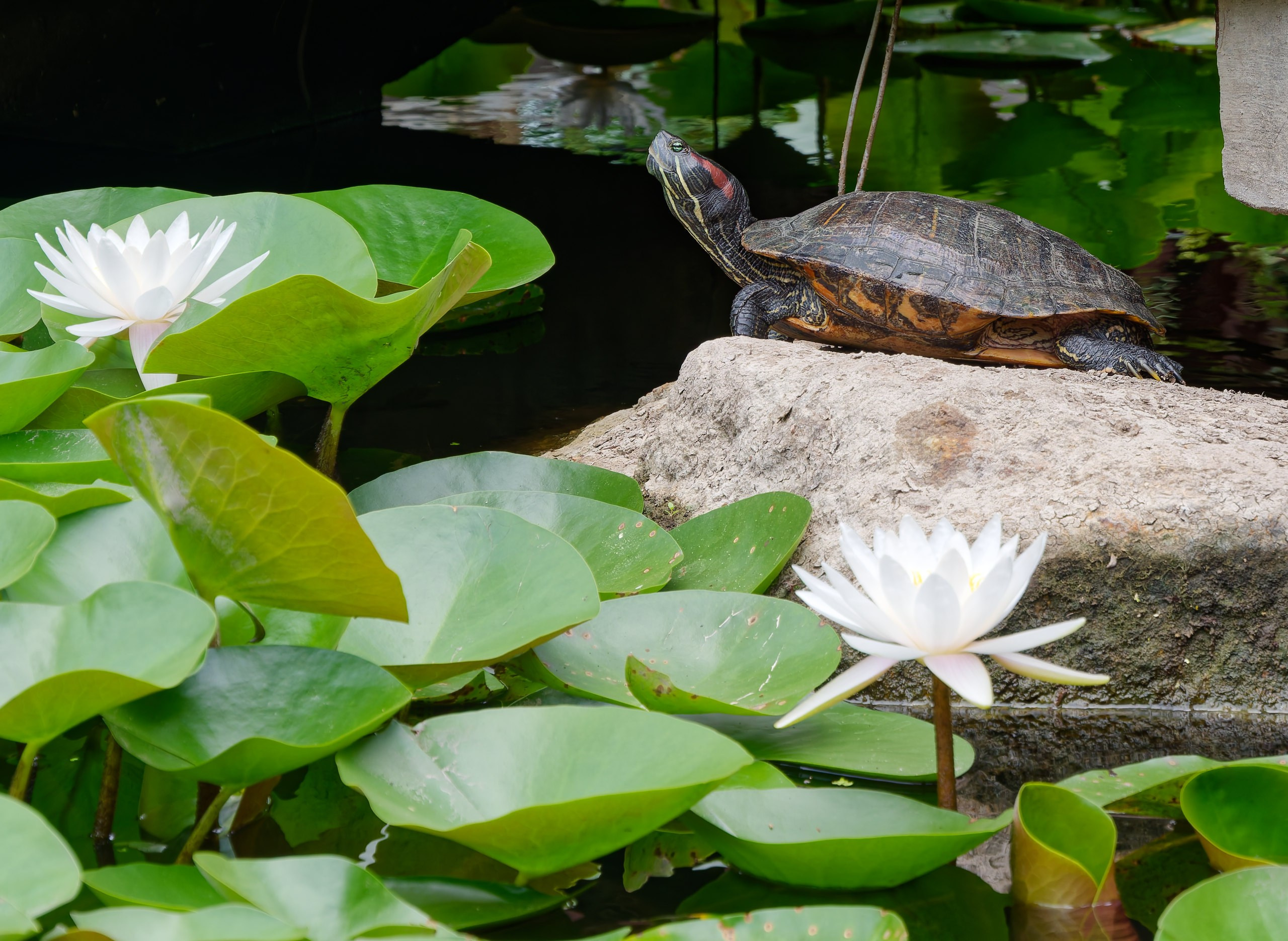 Хайнань 2026, флора, цветы и деревья. Фотопрогулки по Миру