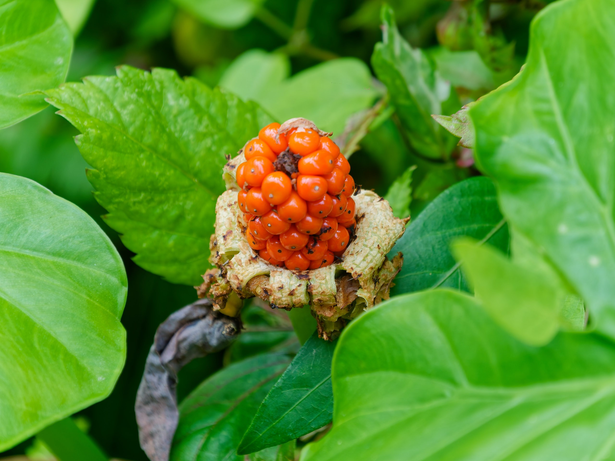 Хайнань 2026, Горячий источник DoubleTree by Hilton Lingshui. Фотопрогулки по Миру