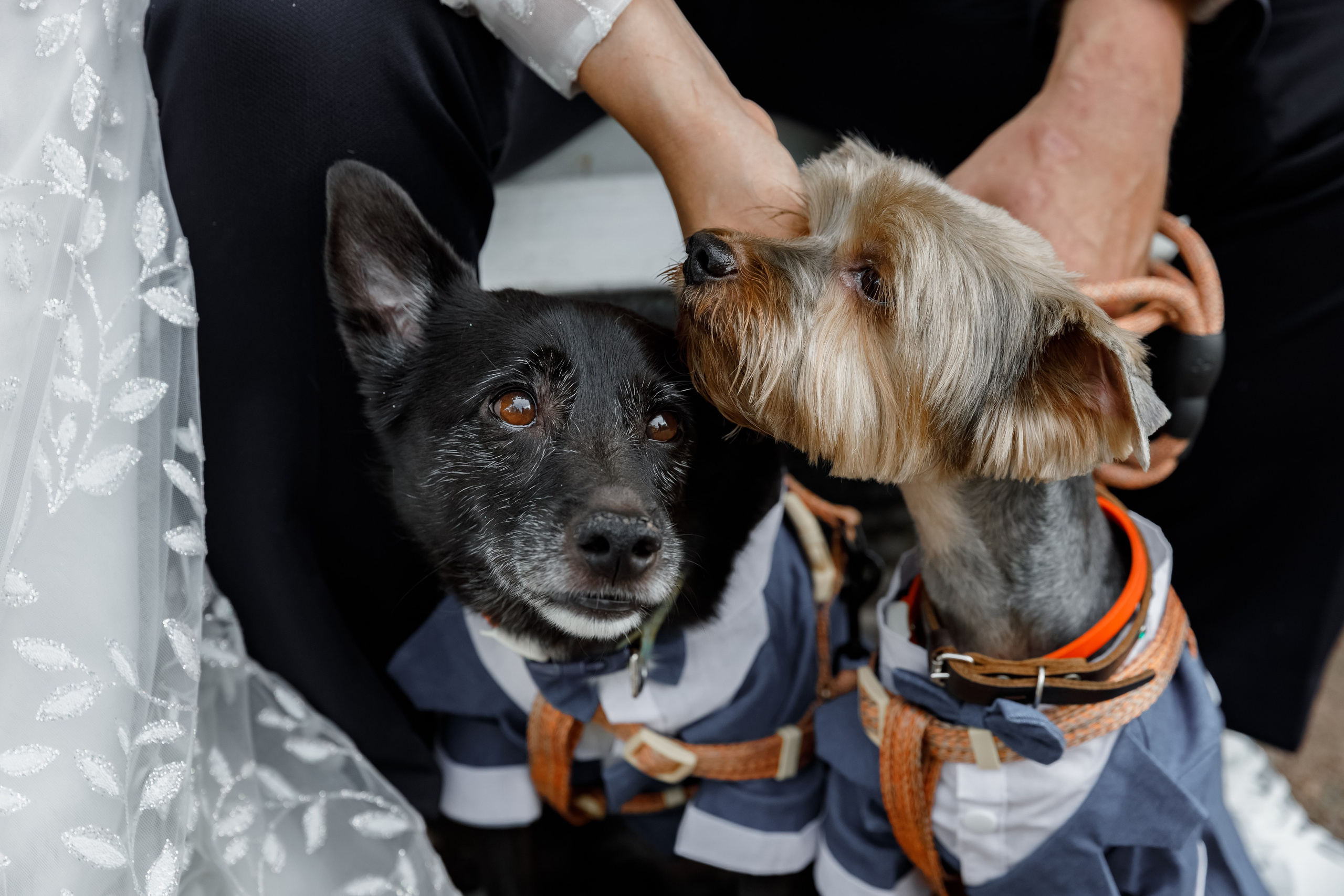 Кирилл и Екатерина. Свадебный фотограф, крещение, венчание СПБ, Белгород Анна Коршунова