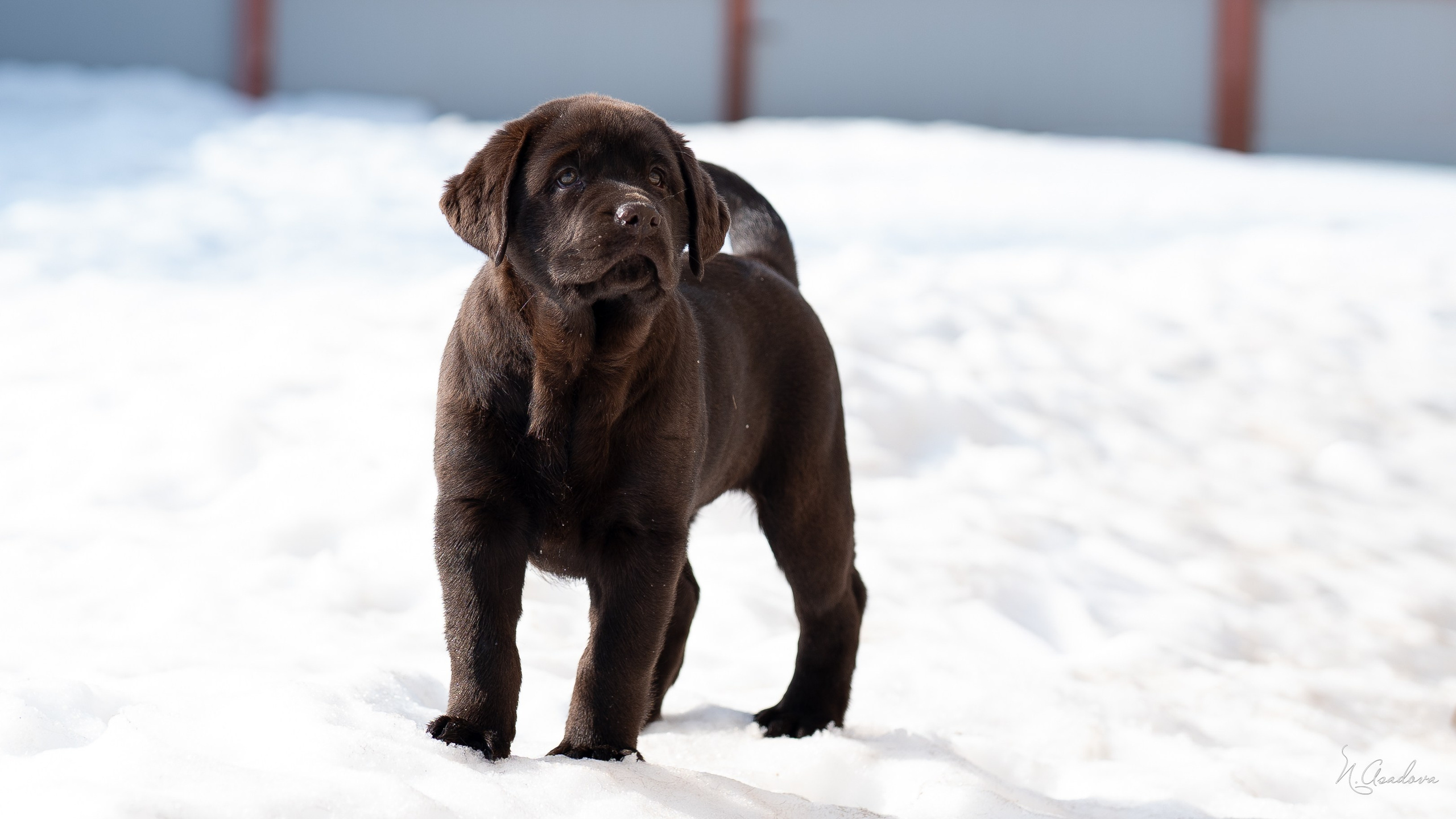 Лабрадор Тейла 2мес. Фотограф-анималист Асадова