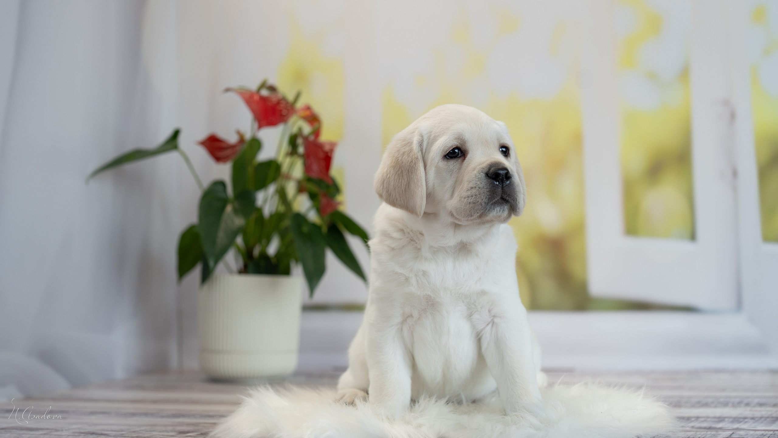 Лабрадоры Помет Ч. Фотограф-анималист Асадова