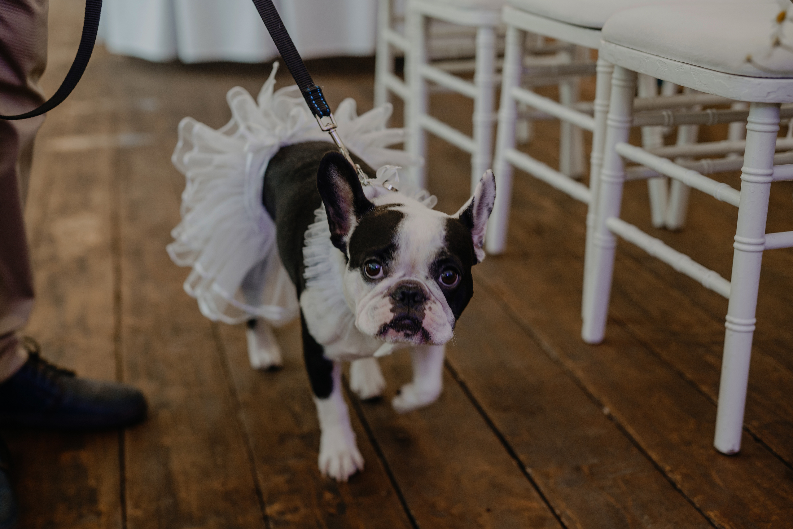 Свадьба Александра и Кристины. Фотограф Аля Овчарова