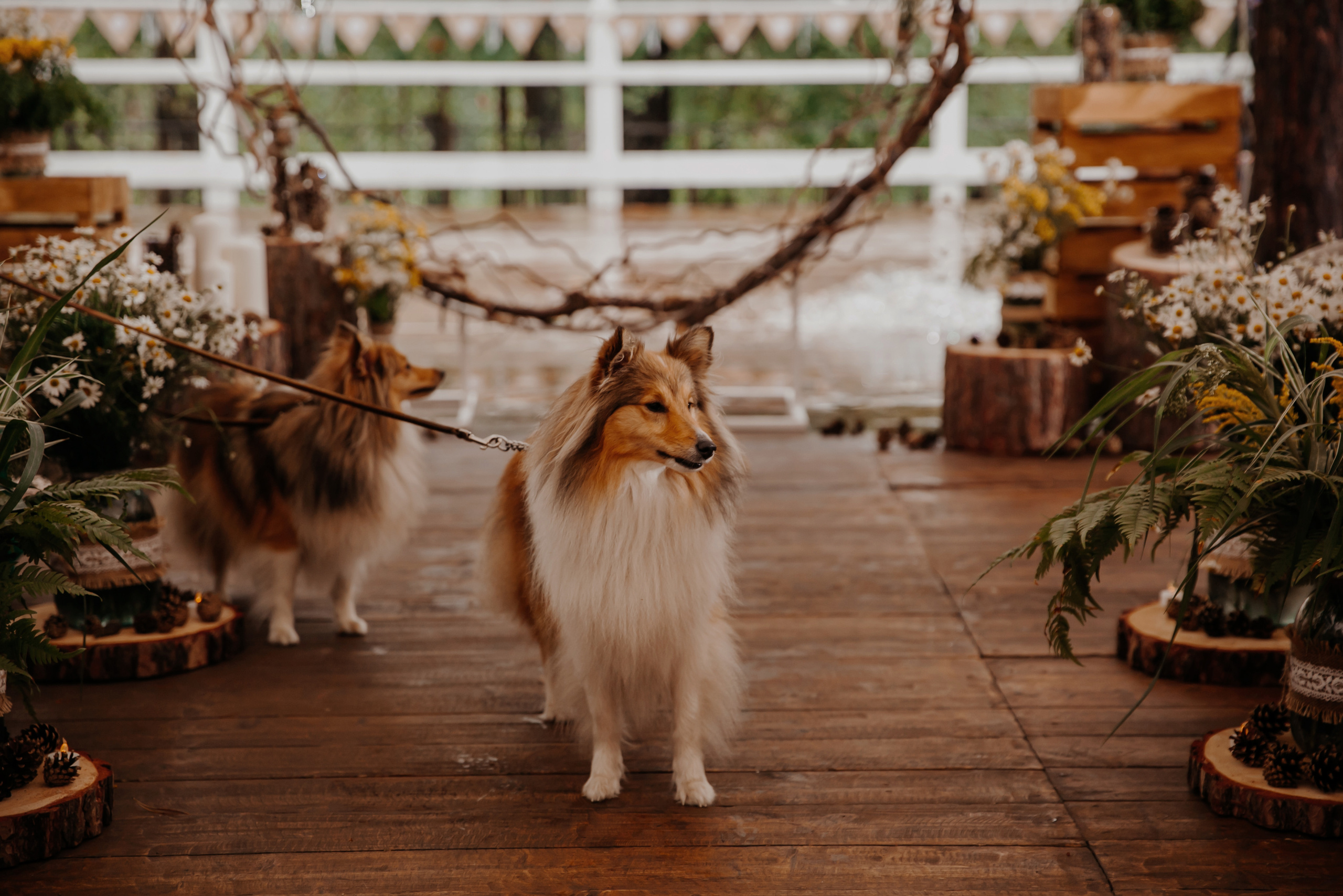 Свадьба Александра и Кристины. Фотограф Аля Овчарова