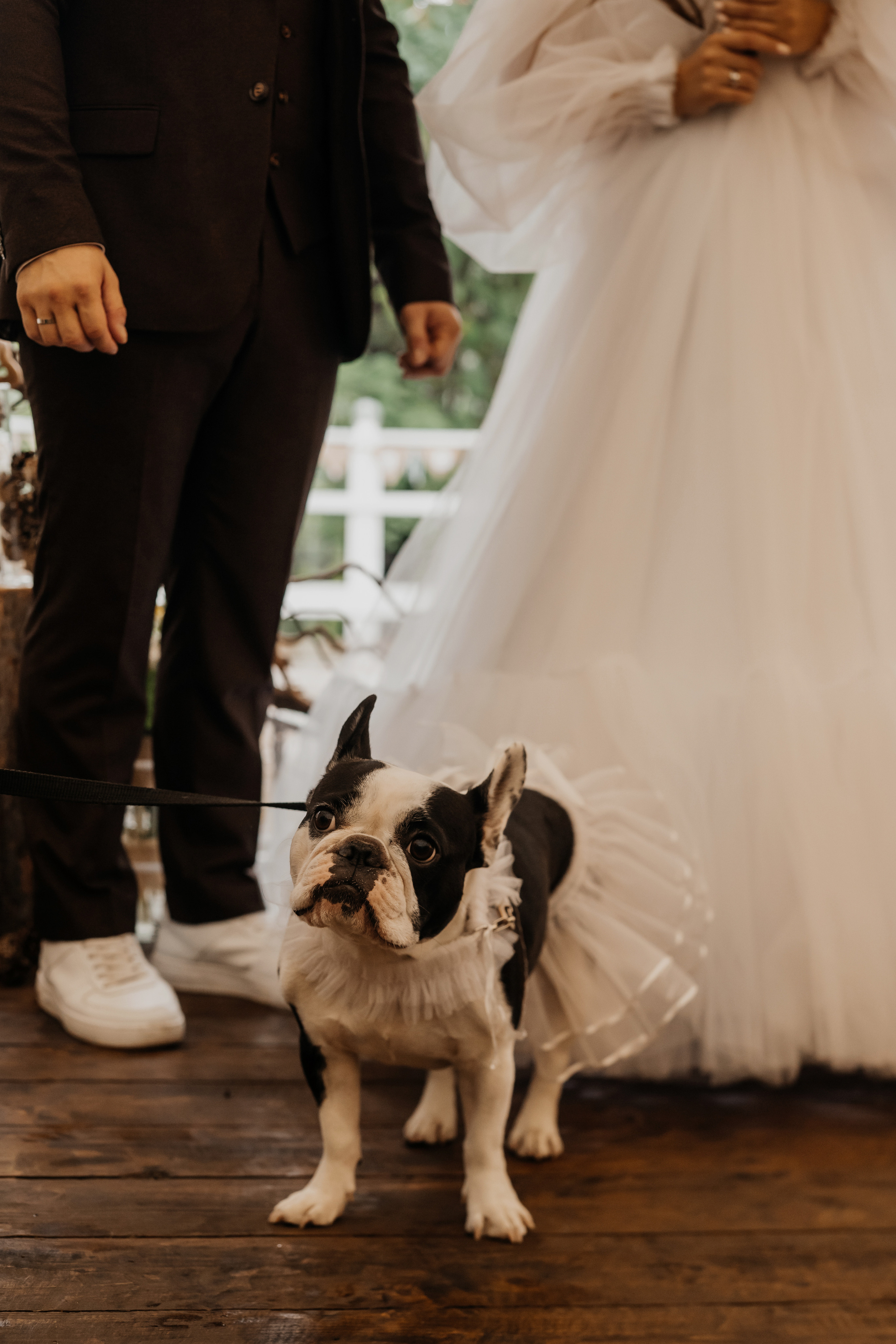 Свадьба Александра и Кристины. Фотограф Аля Овчарова