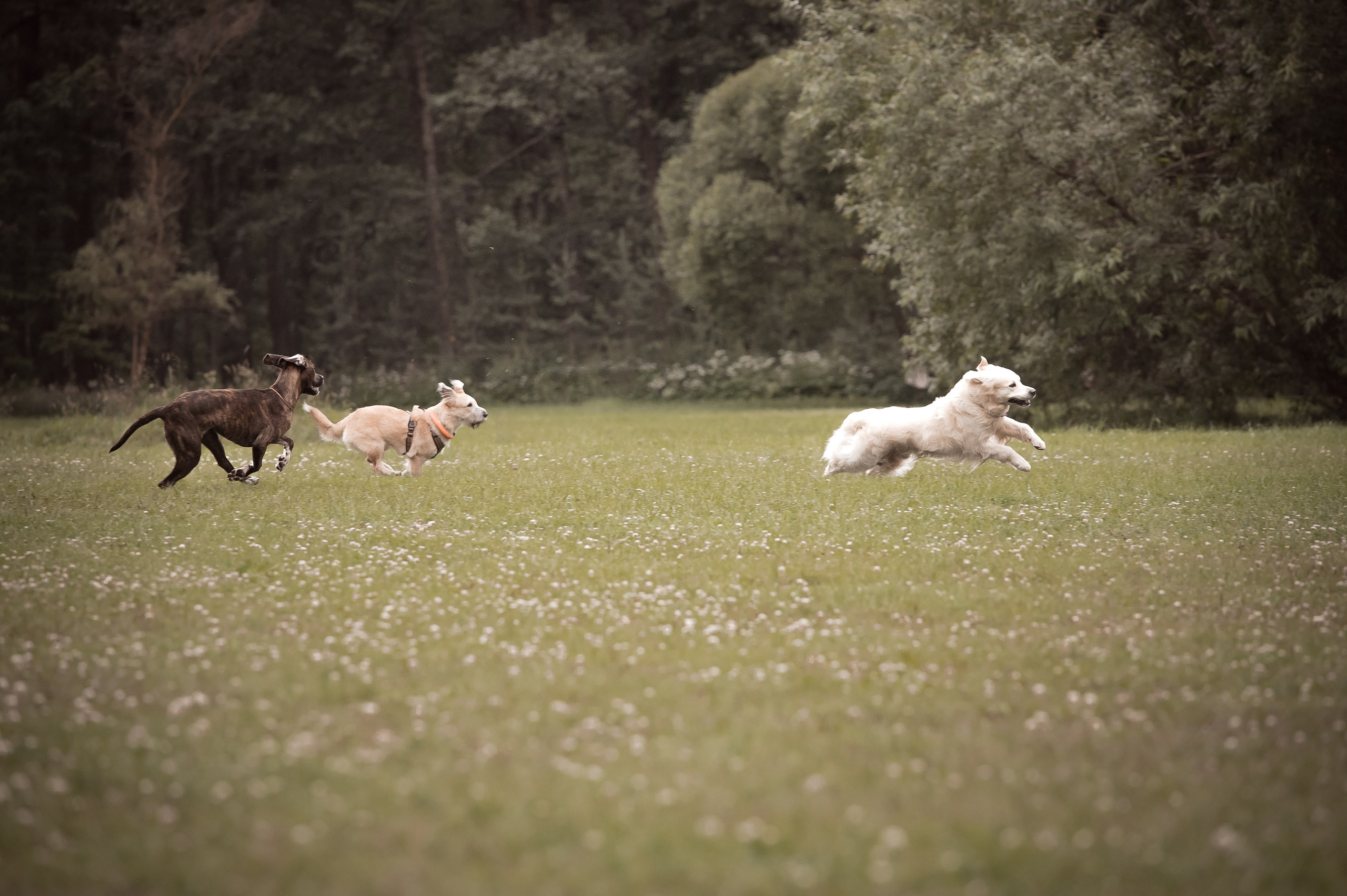 Собаки. Фотограф-анималист в Санкт-Петербурге Анастасия Иванова