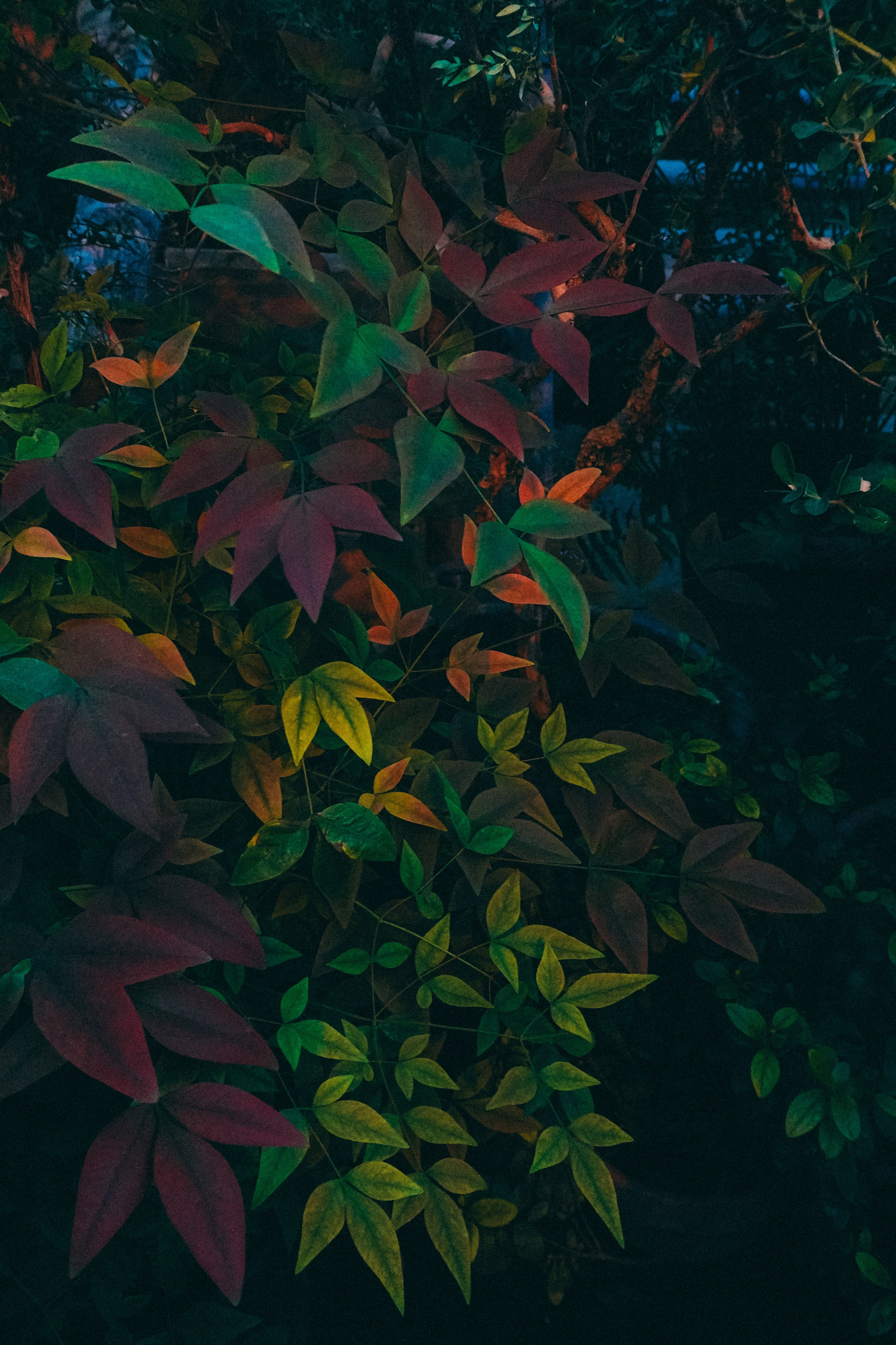 Ботанический сад. Фотограф Алиса Аспер