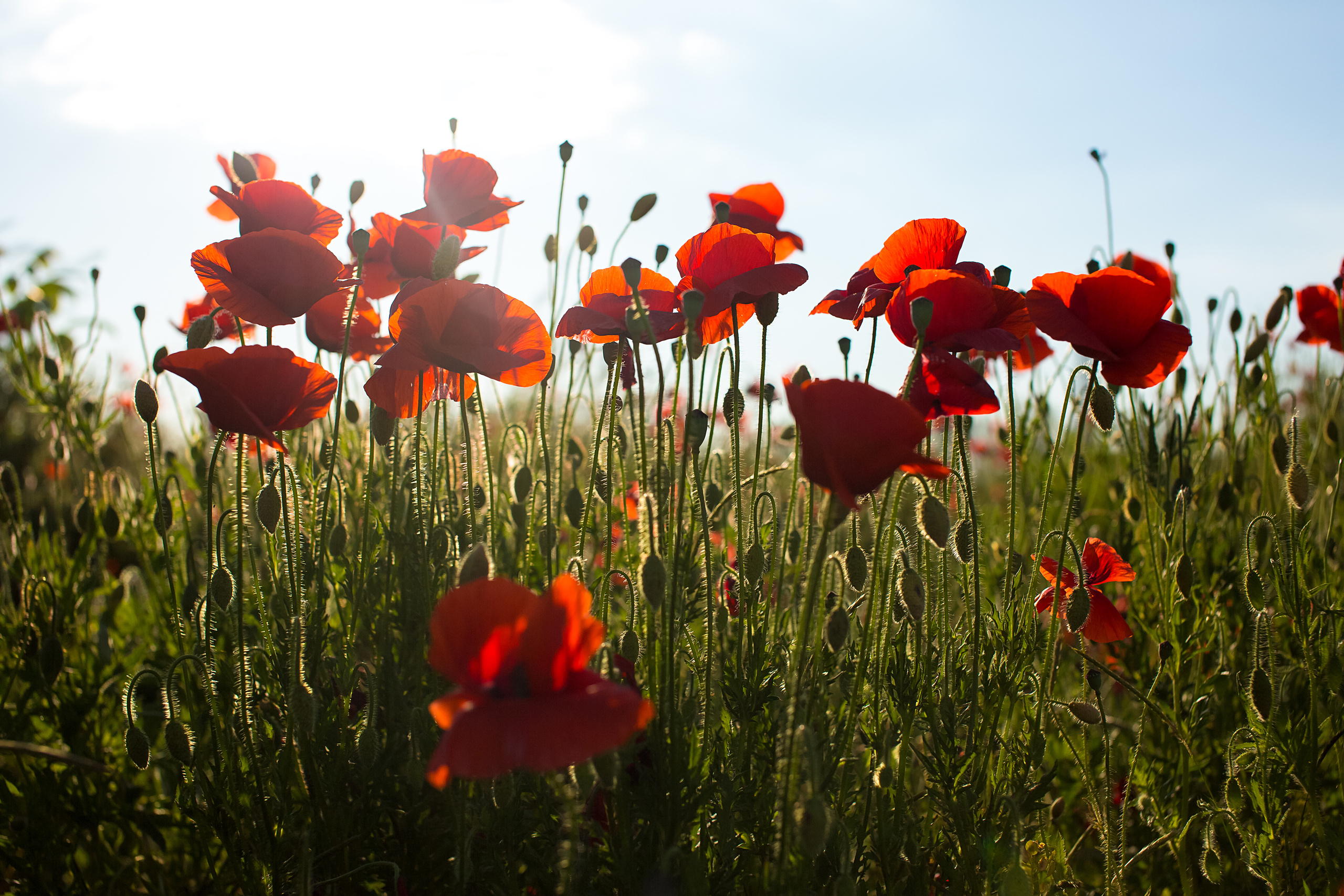 Семейная съёмка в маках. Свадебный и семейный фотограф/видеограф в Краснодаре Наталья Осинская