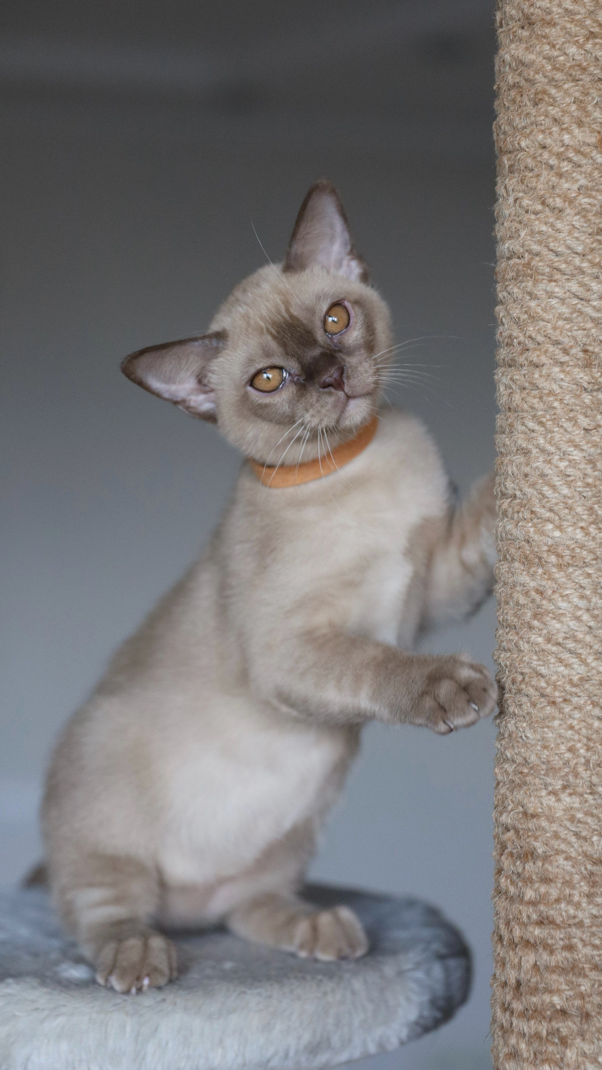 Casper. Питомник «Bouncy Life»