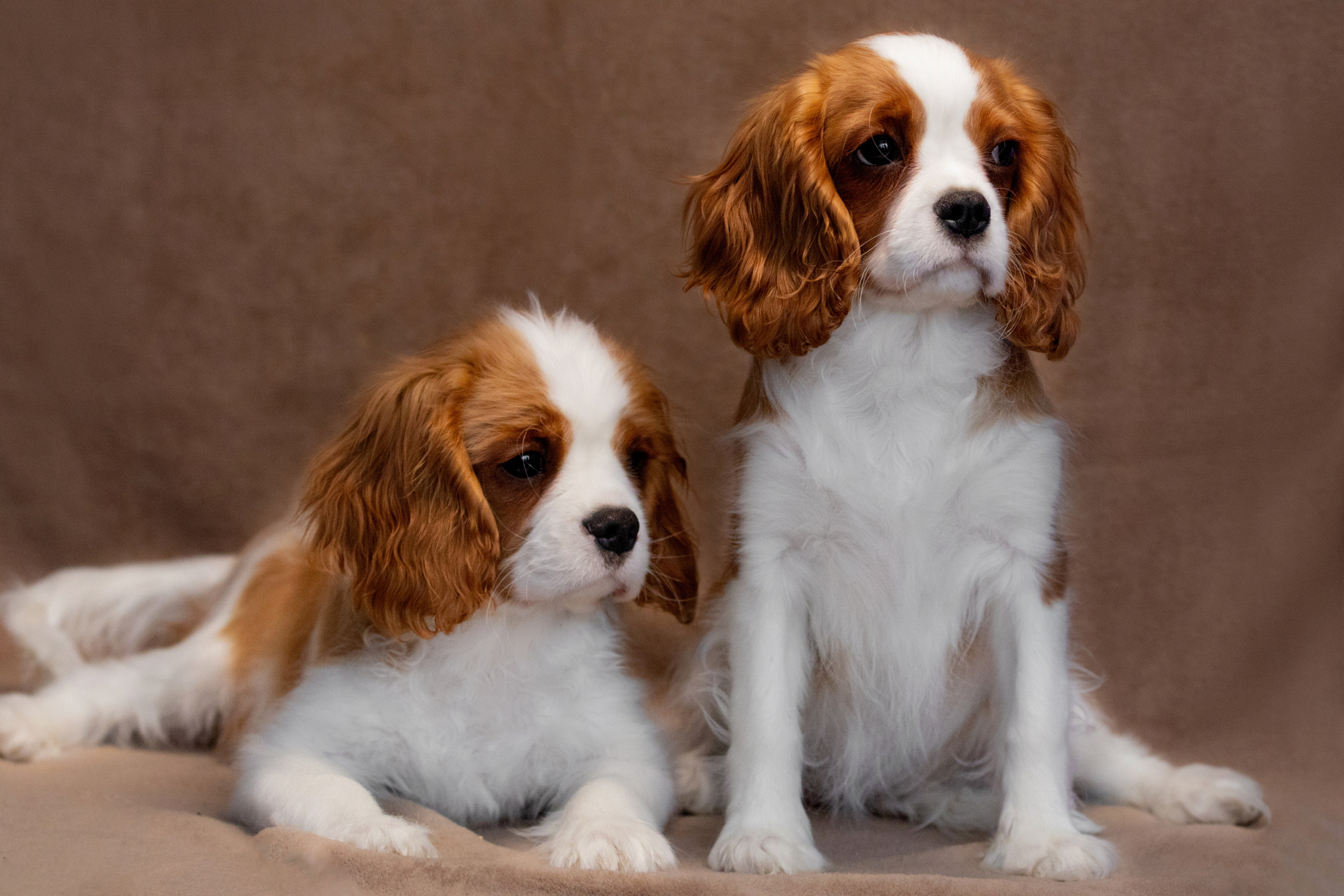 Щенки. Фотограф — анималист в Москве и области Ольга Петракова