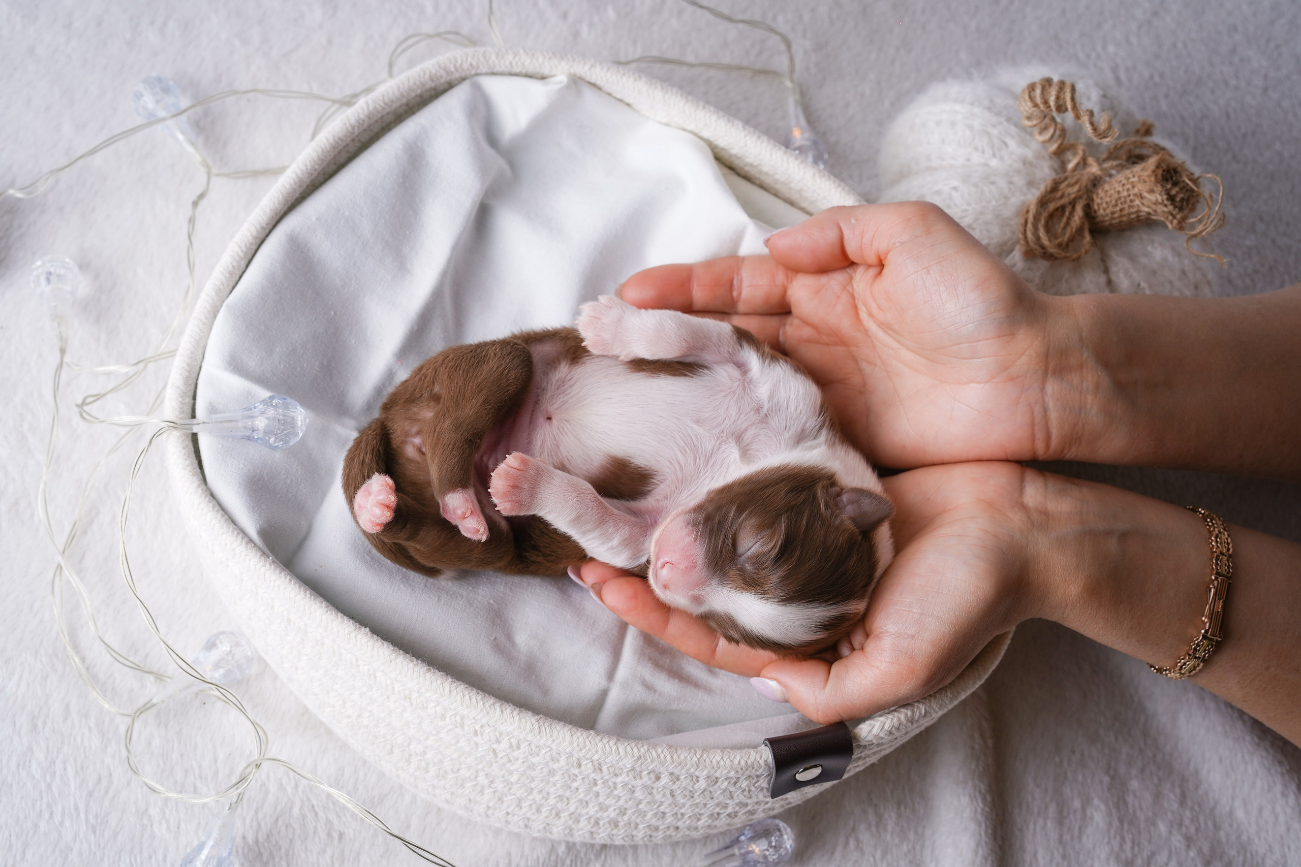 Щенули аусси. Фотограф-анималист в Санкт-Петербурге Яна Мартынова
