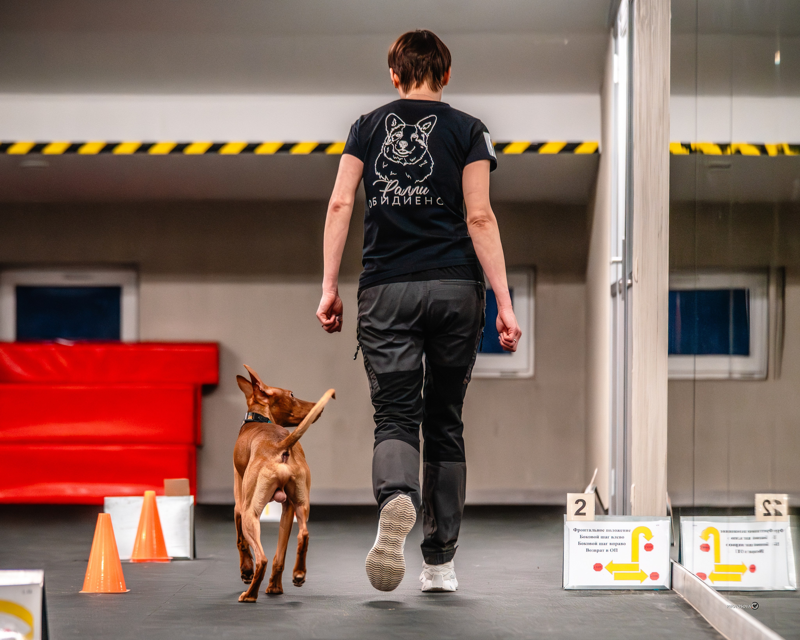 ТЫ И Я (соревнования по ралли-обидиенс). Фотограф-анималист, семейный фотограф в Москве и Подмосковье. Фотосъёмка кинологических дисциплин
