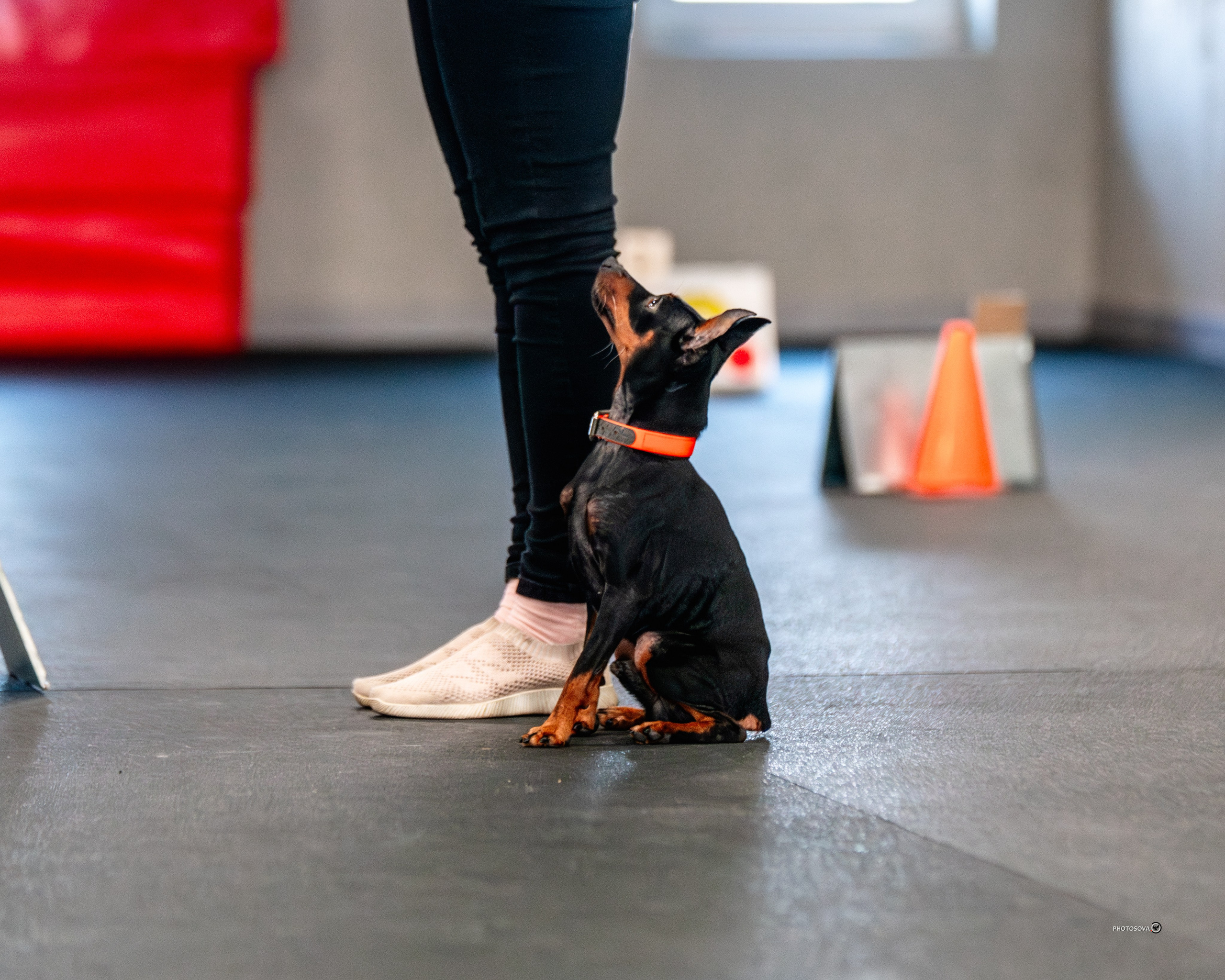 ТЫ И Я (соревнования по ралли-обидиенс). Фотограф-анималист, семейный фотограф в Москве и Подмосковье. Фотосъёмка кинологических дисциплин