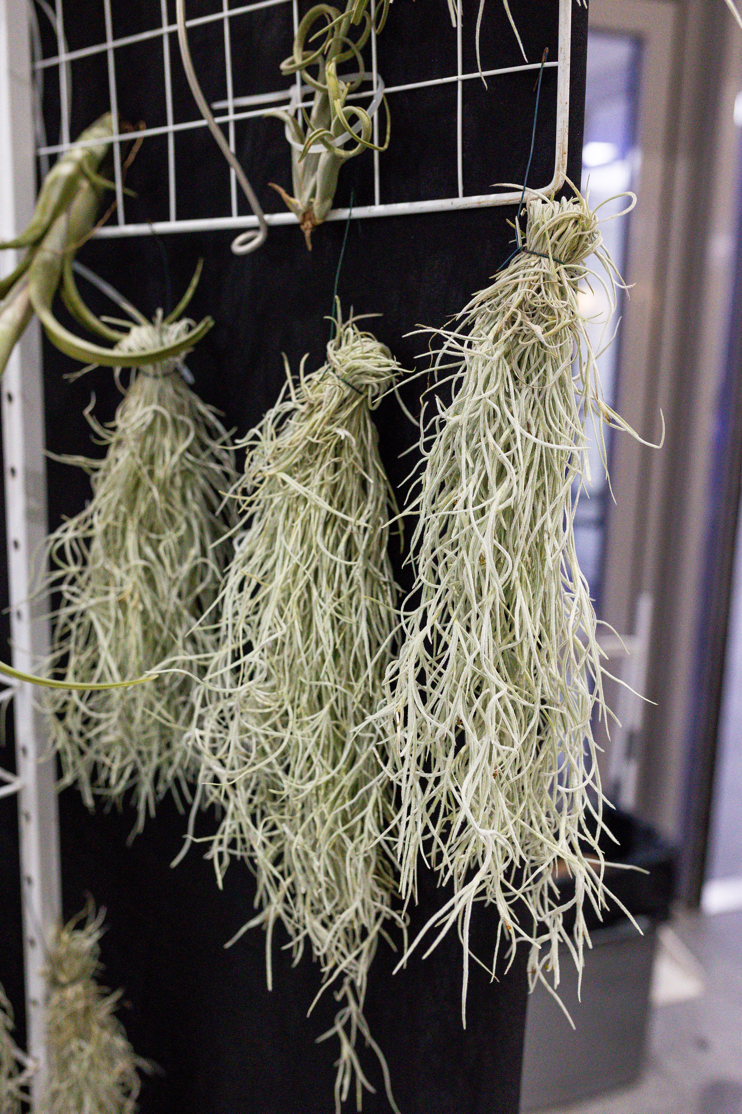 Монстериум апрель 2025. Александра Куликова фотограф, Москва