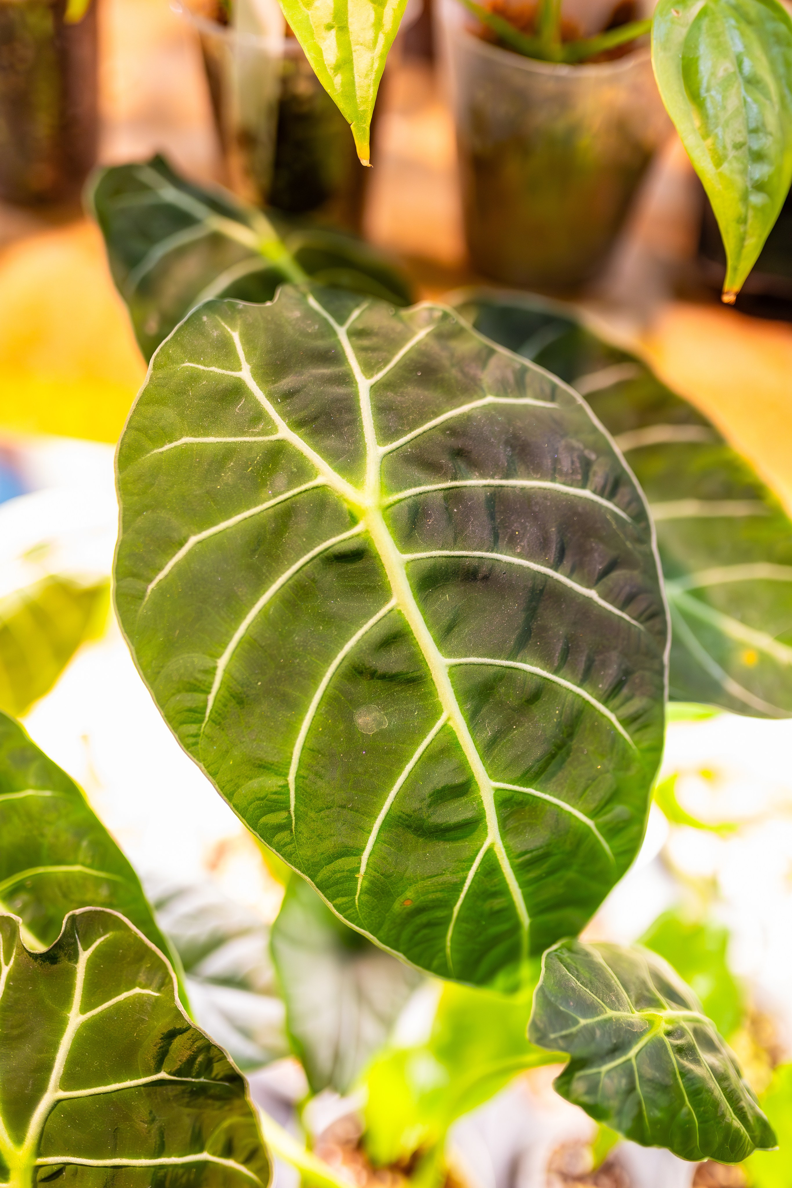 Орхидиум сентябрь 2025. Александра Куликова фотограф, Москва