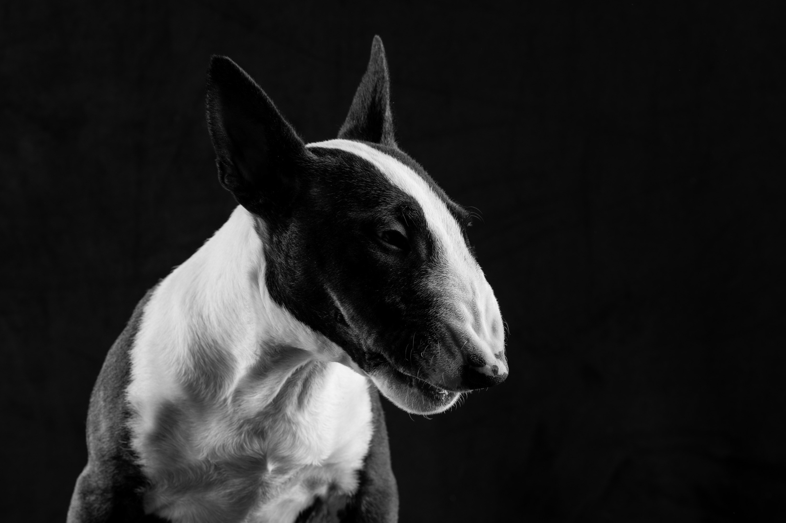 Рома | бультерьер. Alexandrovna photography