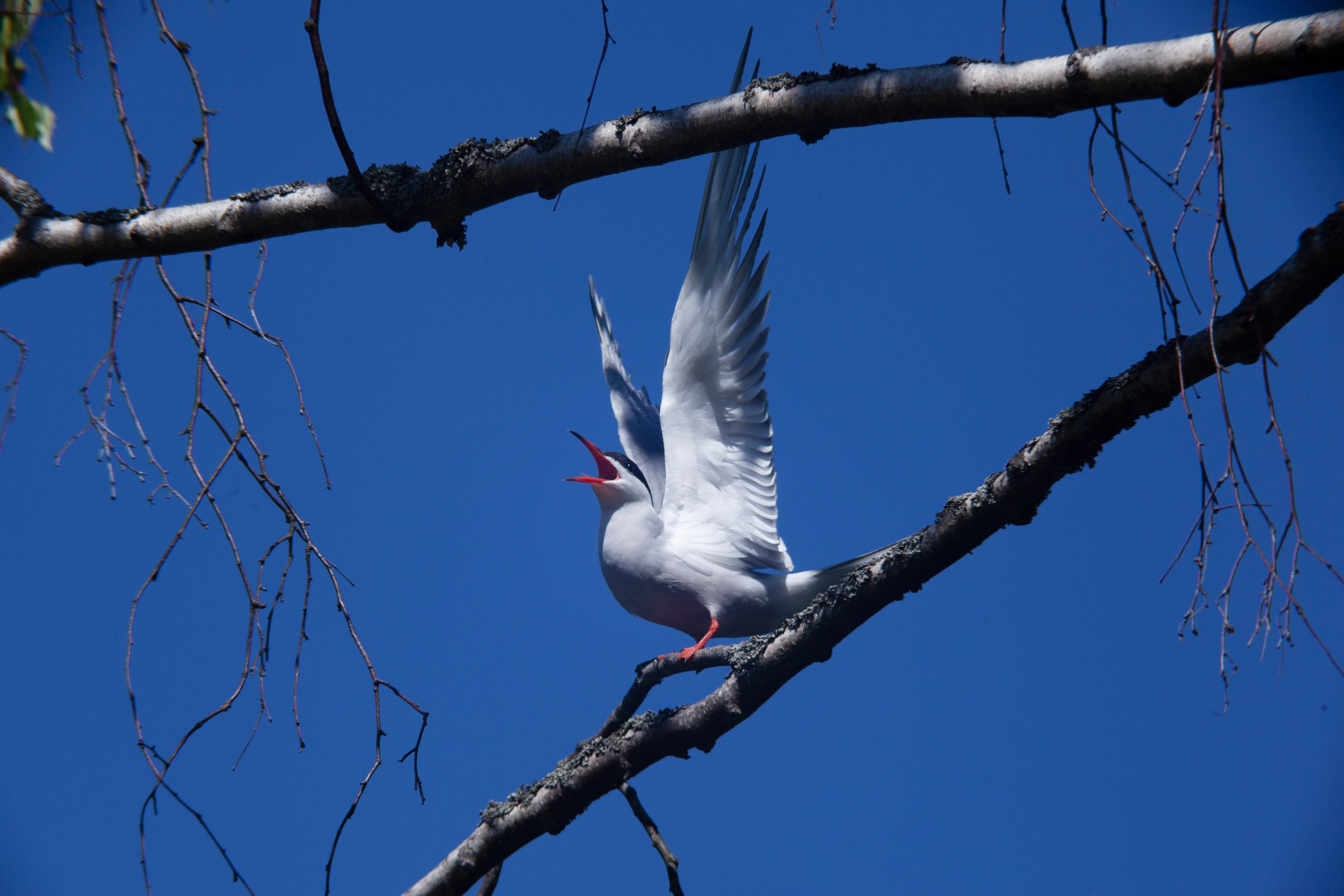 Крачки. Фотограф Адигамова Юлия в Петербурге