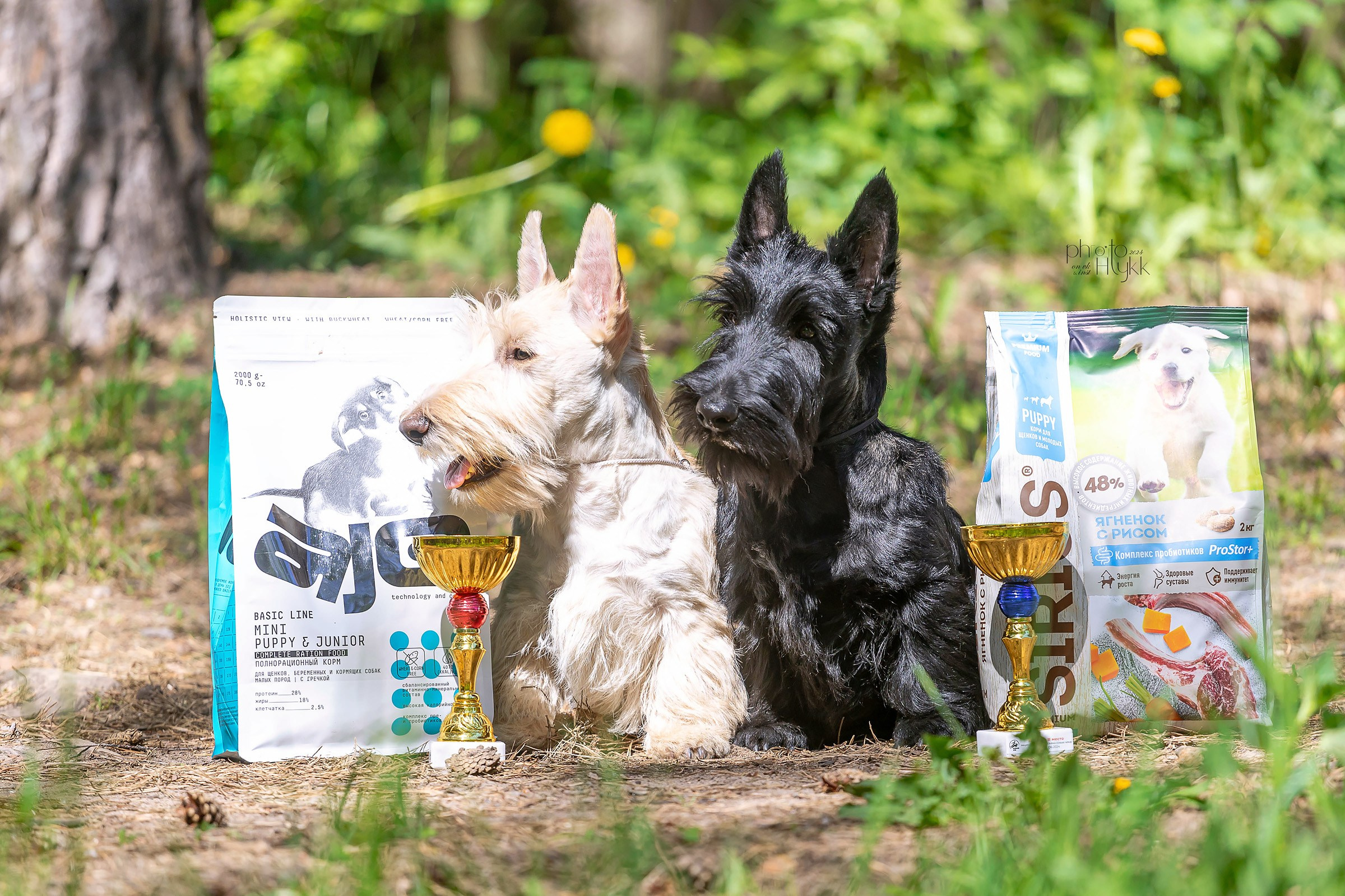 2 июня 2024, Выставка РКФ, г. Пермь. Htykk_photo