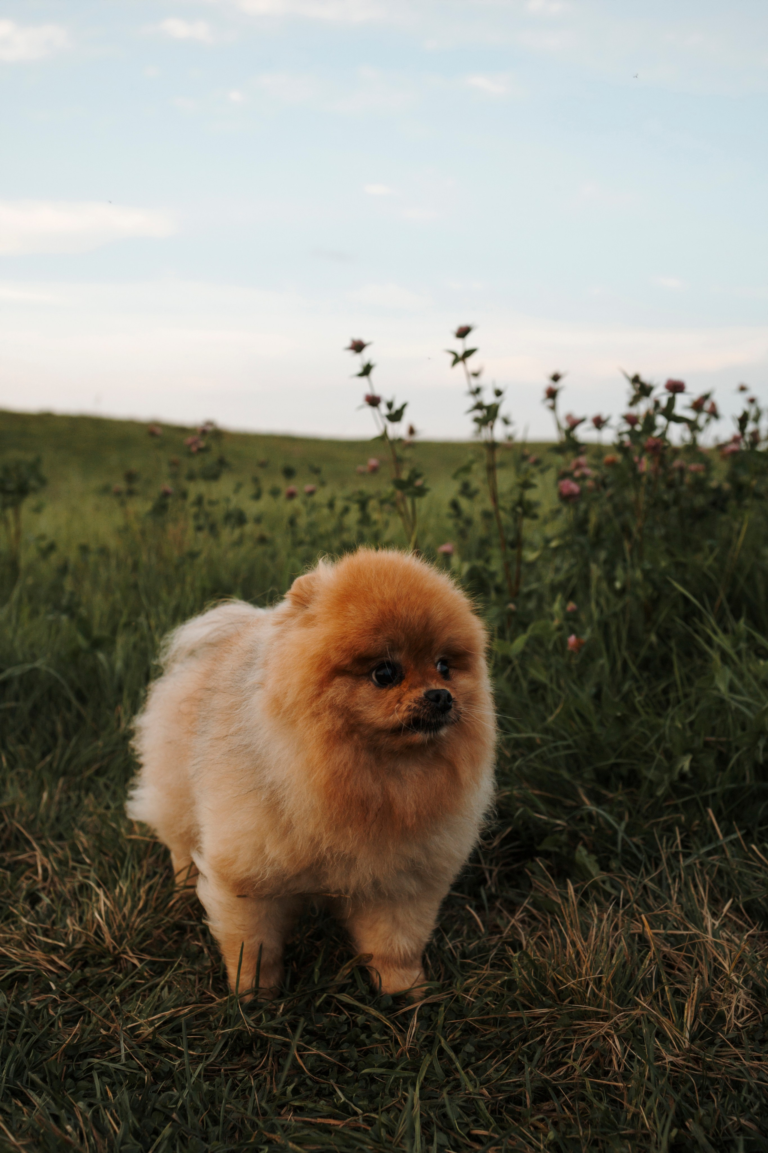 На закате Катерина, Луна и Рикки. Фотограф-анималист в Санкт-Петеребурге Титова Алиса