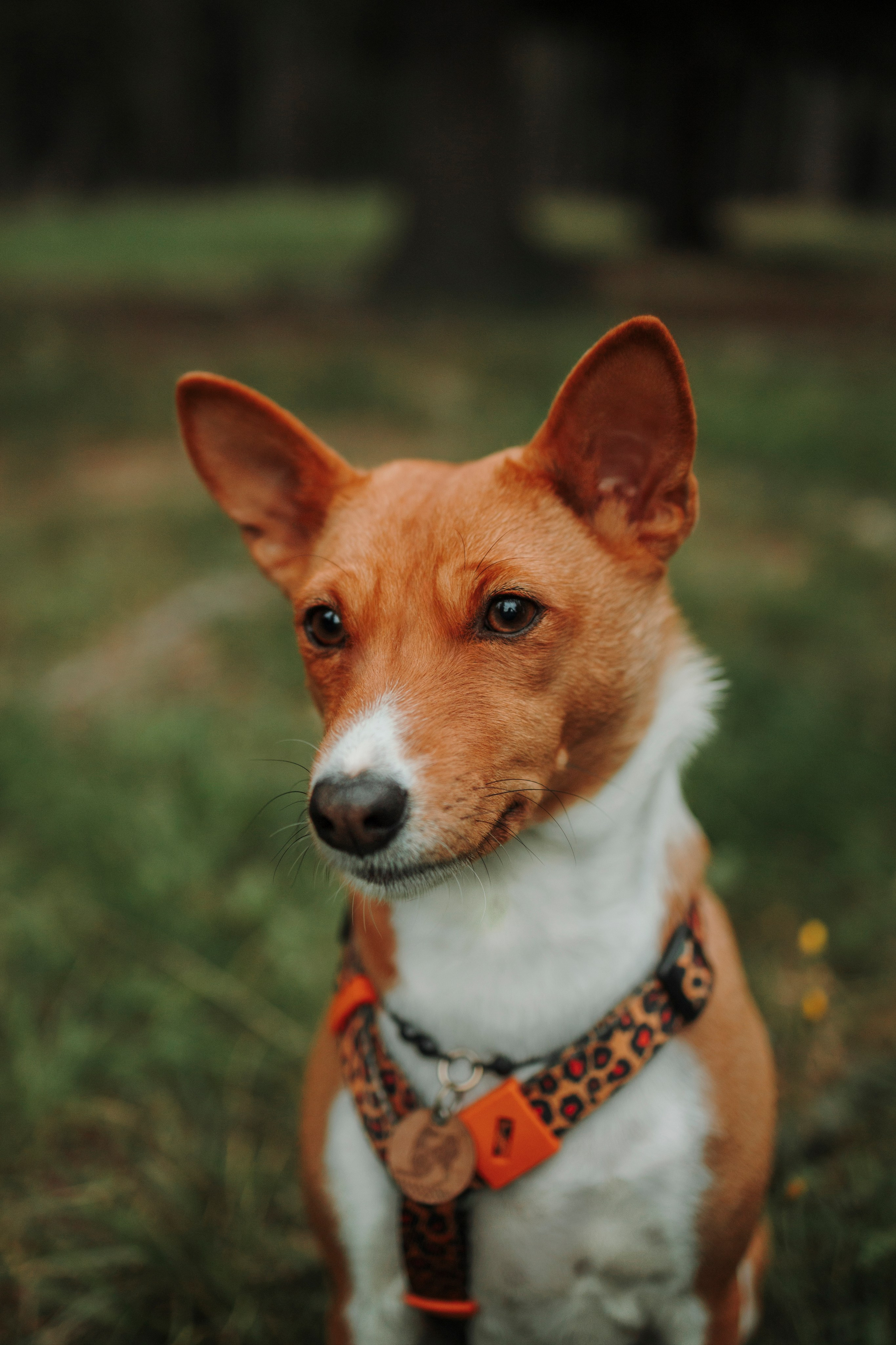 Даша и Лора. Фотограф-анималист в Санкт-Петеребурге Титова Алиса