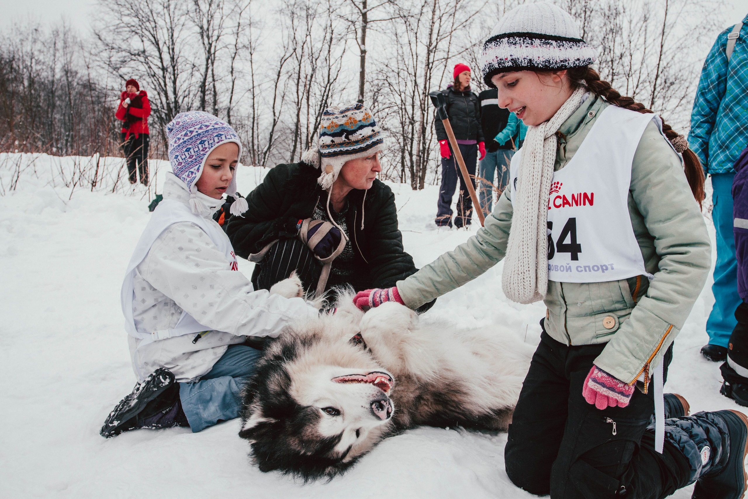 Гонки на ездовых собаках в Токсово. Репортажный фотограф во Всеволожске и Санкт-Петербурге Владимир Капустин