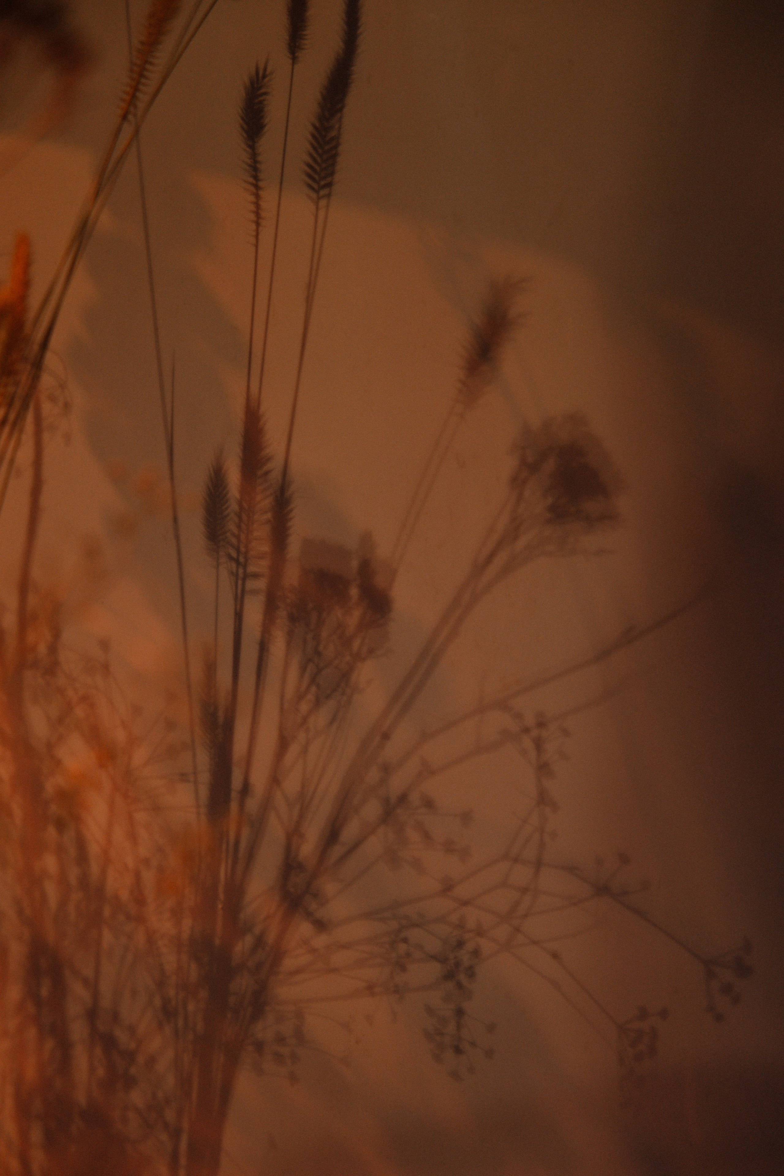 Ну мёёёд!. Свадебный фотограф Алина Хабарова