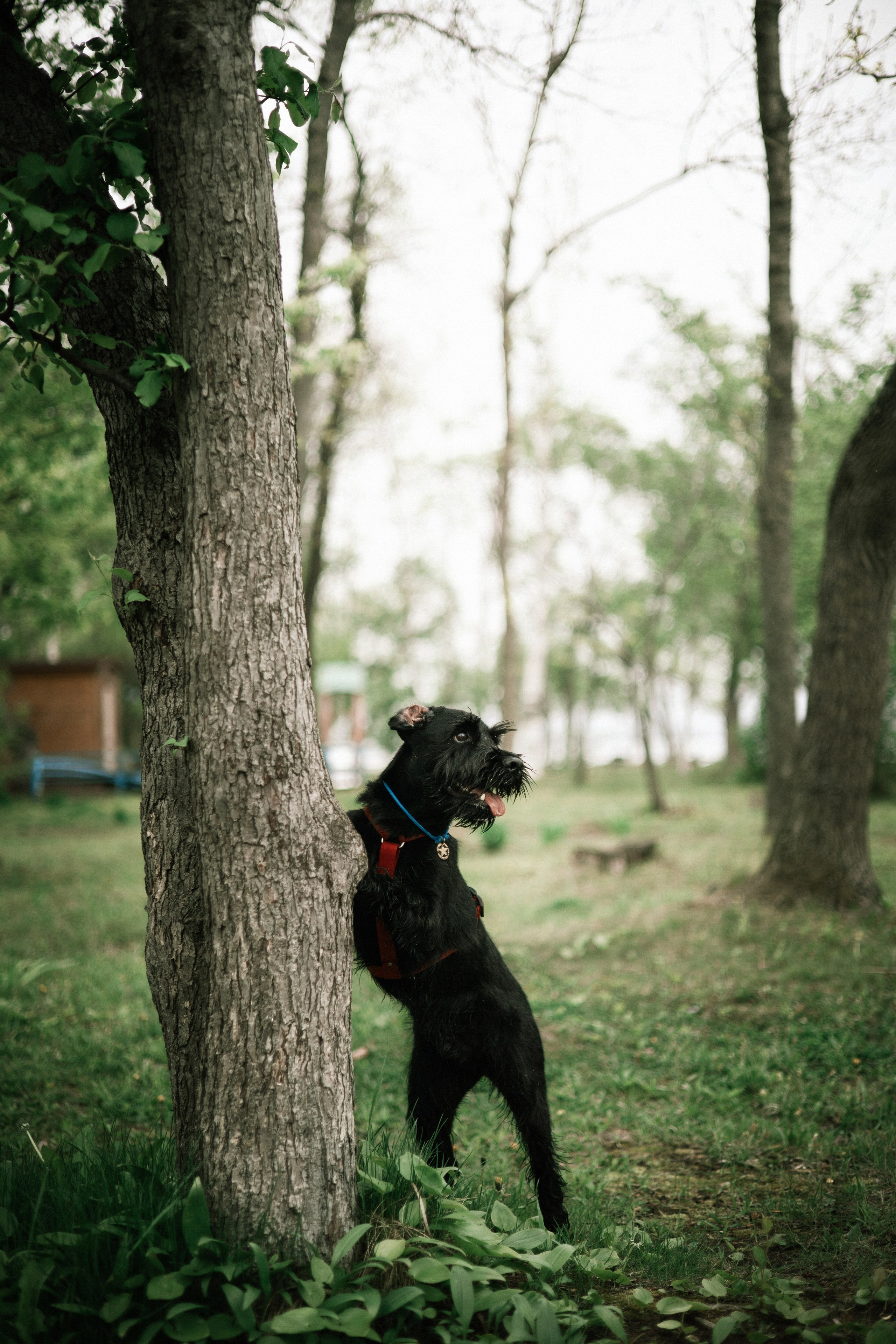 Екатерина и Вольт. Фотограф — анималист Владивосток, Алина