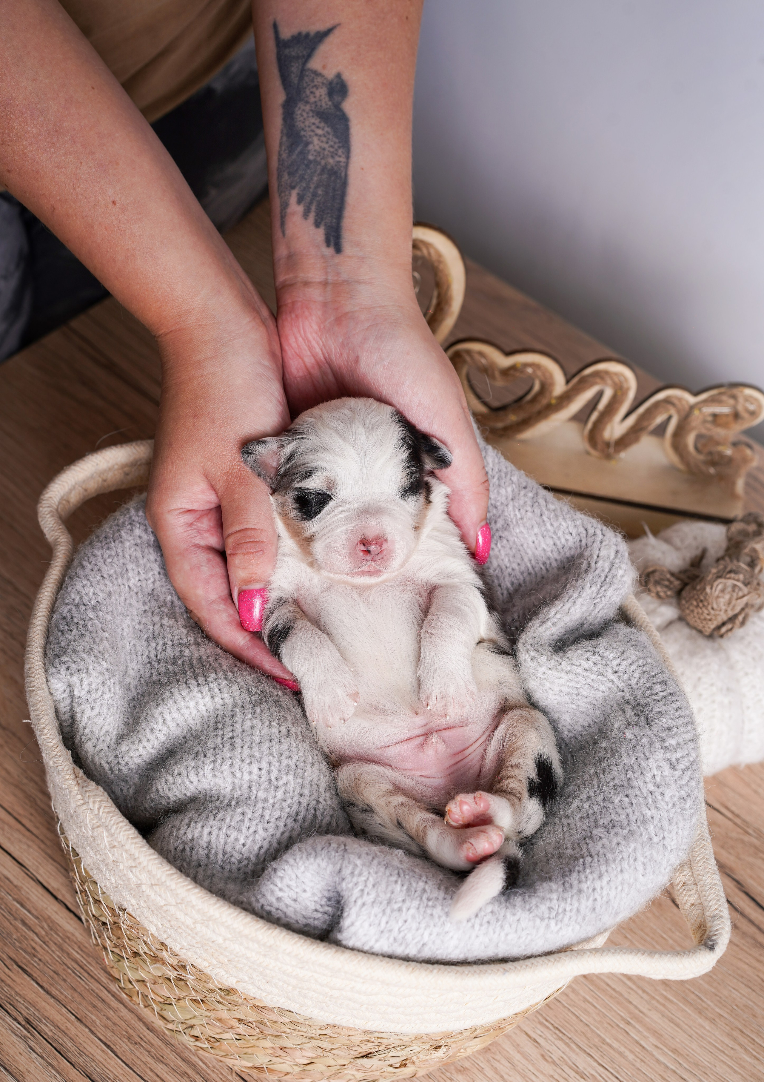 Щенки аусси. Фотограф-анималист в Санкт-Петербурге Яна Мартынова
