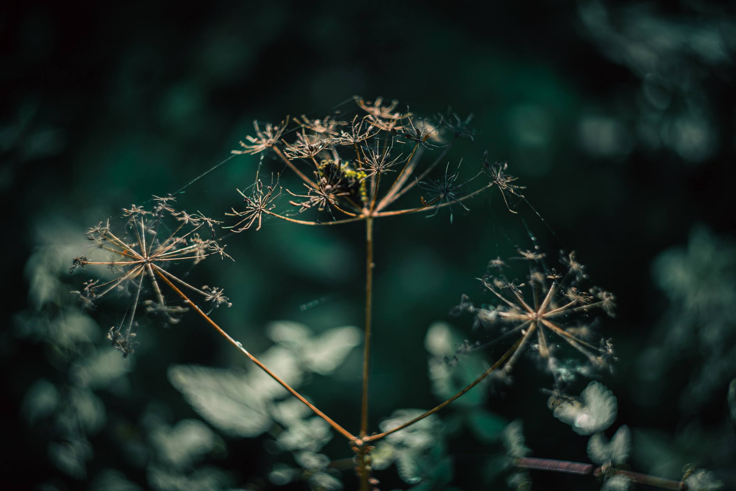 Сентябрь 2024. Efremovaphoto.ru