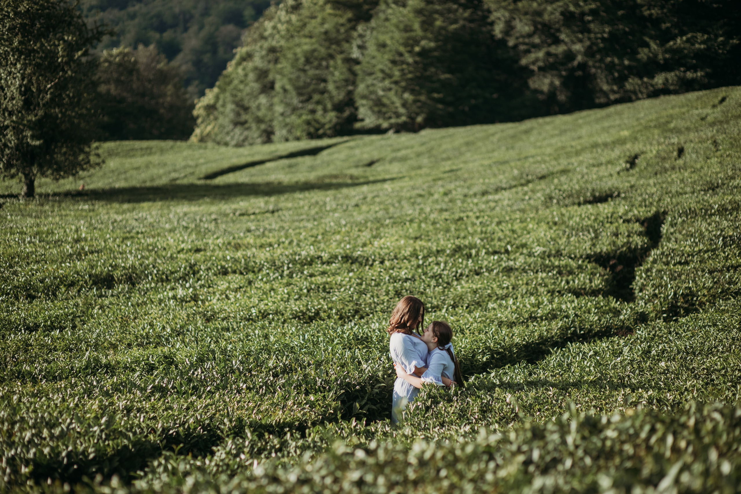 Чайные плантации мацеста. Фотограф Сочи Татьяна Зорина