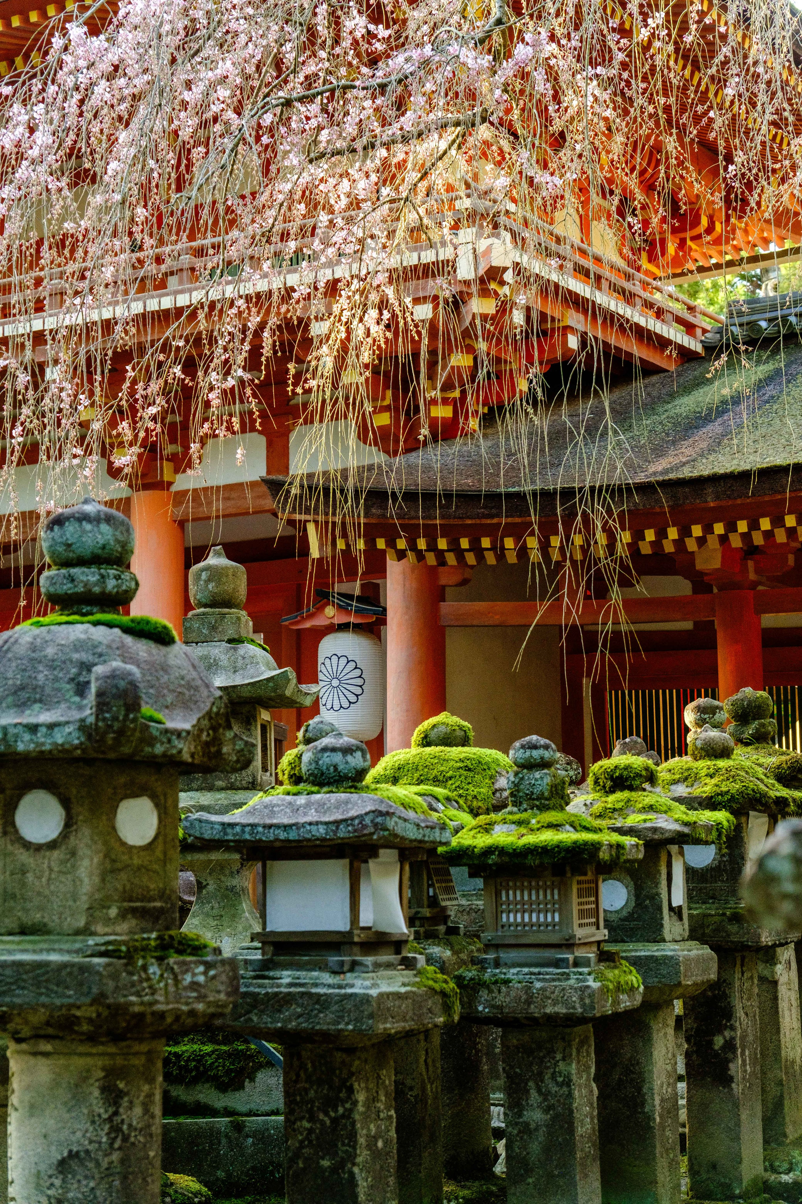 Невероятная Япония: Сезон Цветение Сакуры. Свадебный и Студийный фотограф из Казахстана Артем Орлянский