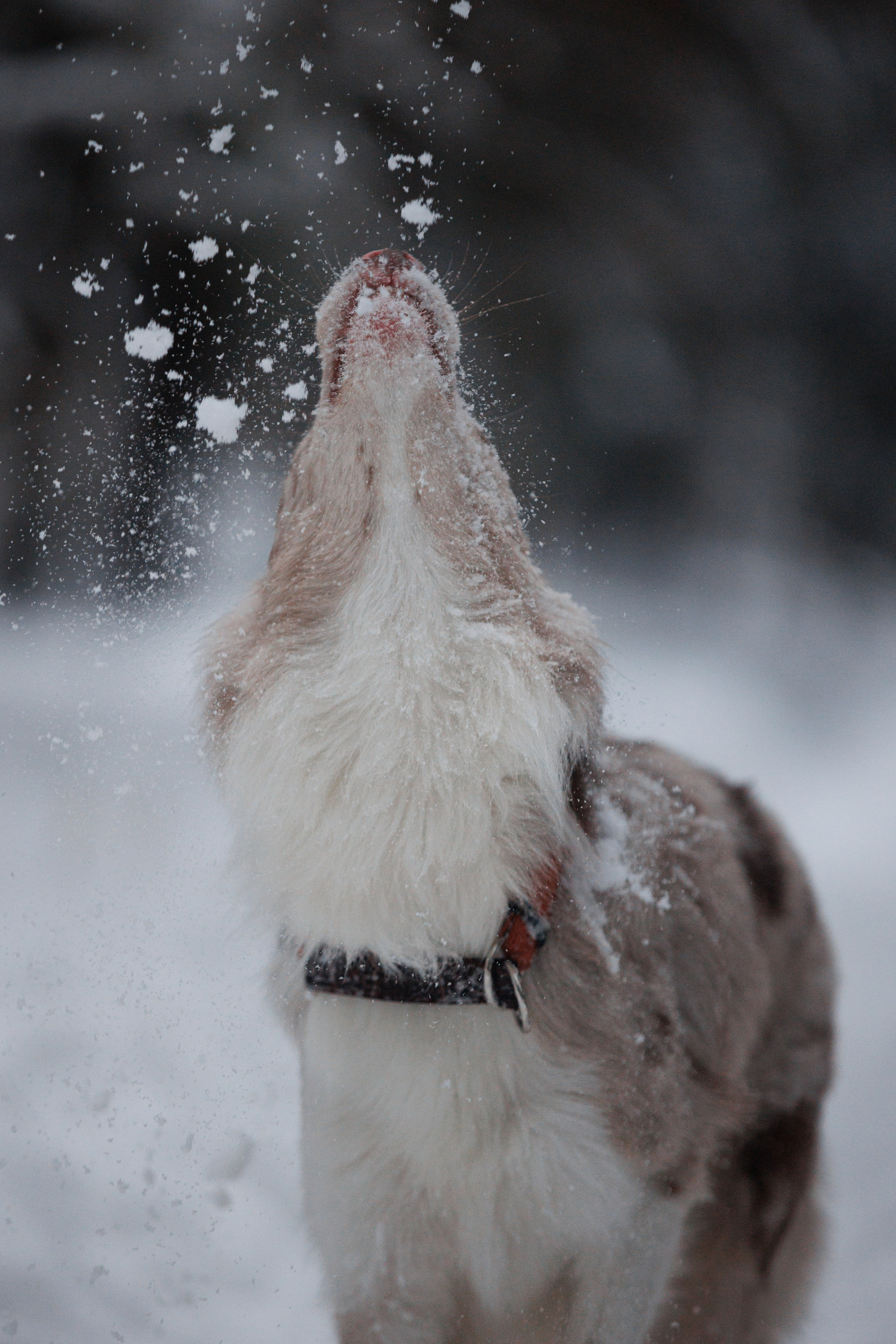 Даша и компания. Фотограф анималист Кристина Карпова, Москва