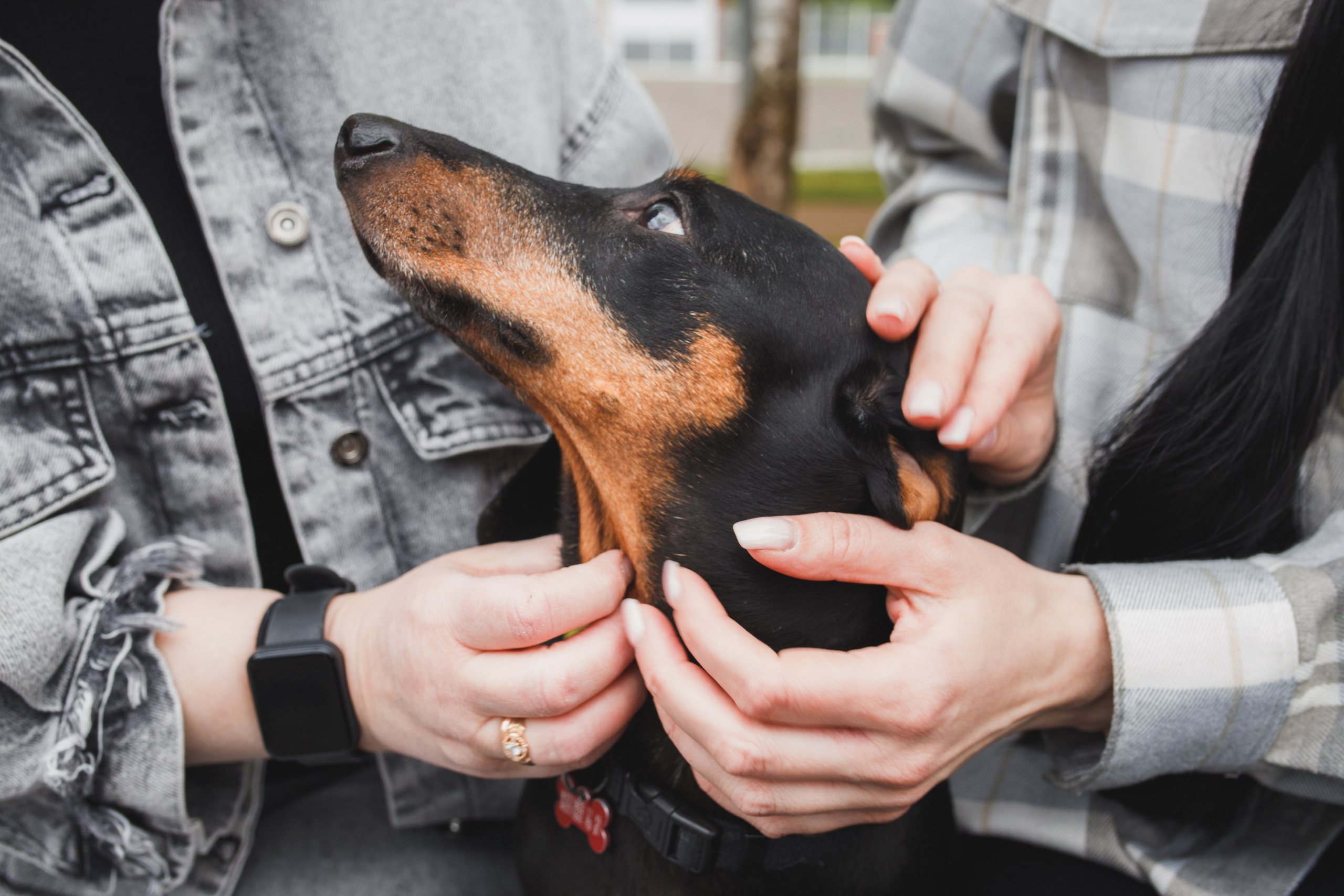 Фотопрогулка большой семьи с двумя собаками летом. Семейный и школьный фотограф в Москве Анна Ткач