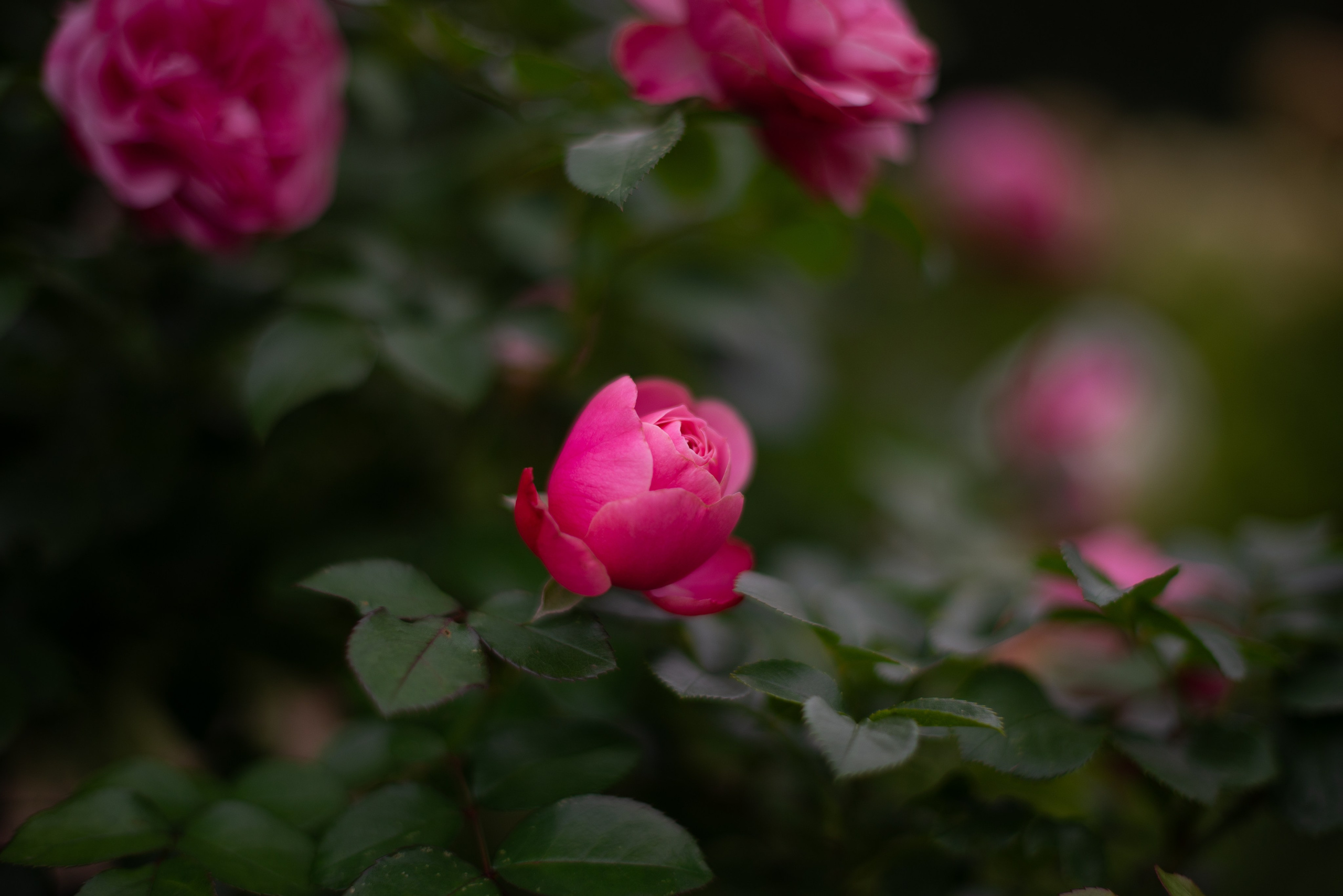 Цветы сада МГУ. Victoria Radjevna Репортажный Фотограф — Видеограф Москва • Санкт-Петербург
