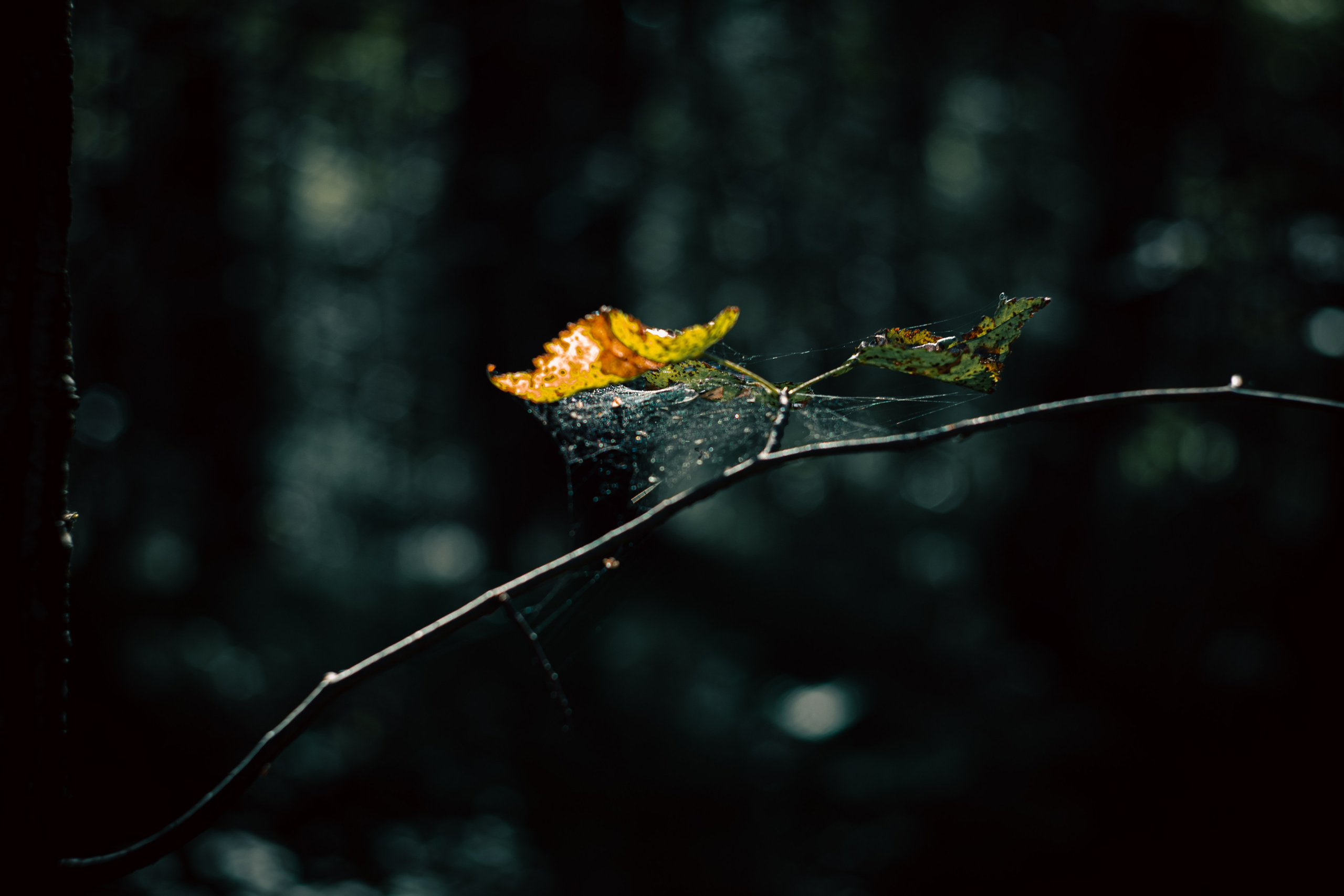 Сентябрь 2024. Efremovaphoto.ru