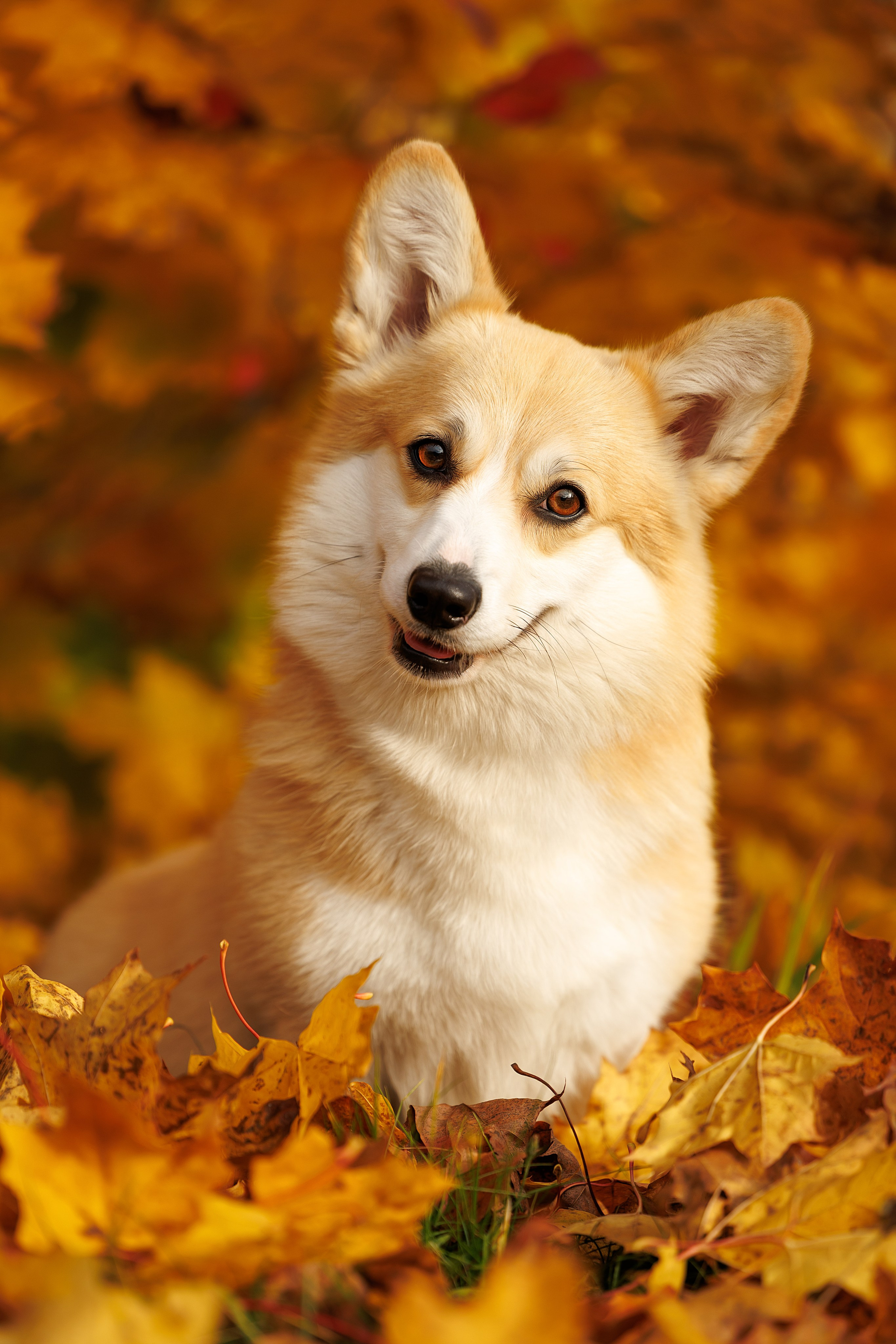 Портфолио: Фотосъёмка собак в Москве и области — авторские образы. Фотограф-анималист и бренд-фотограф в Москве | Фотография собак, людей, бизнес-портрет