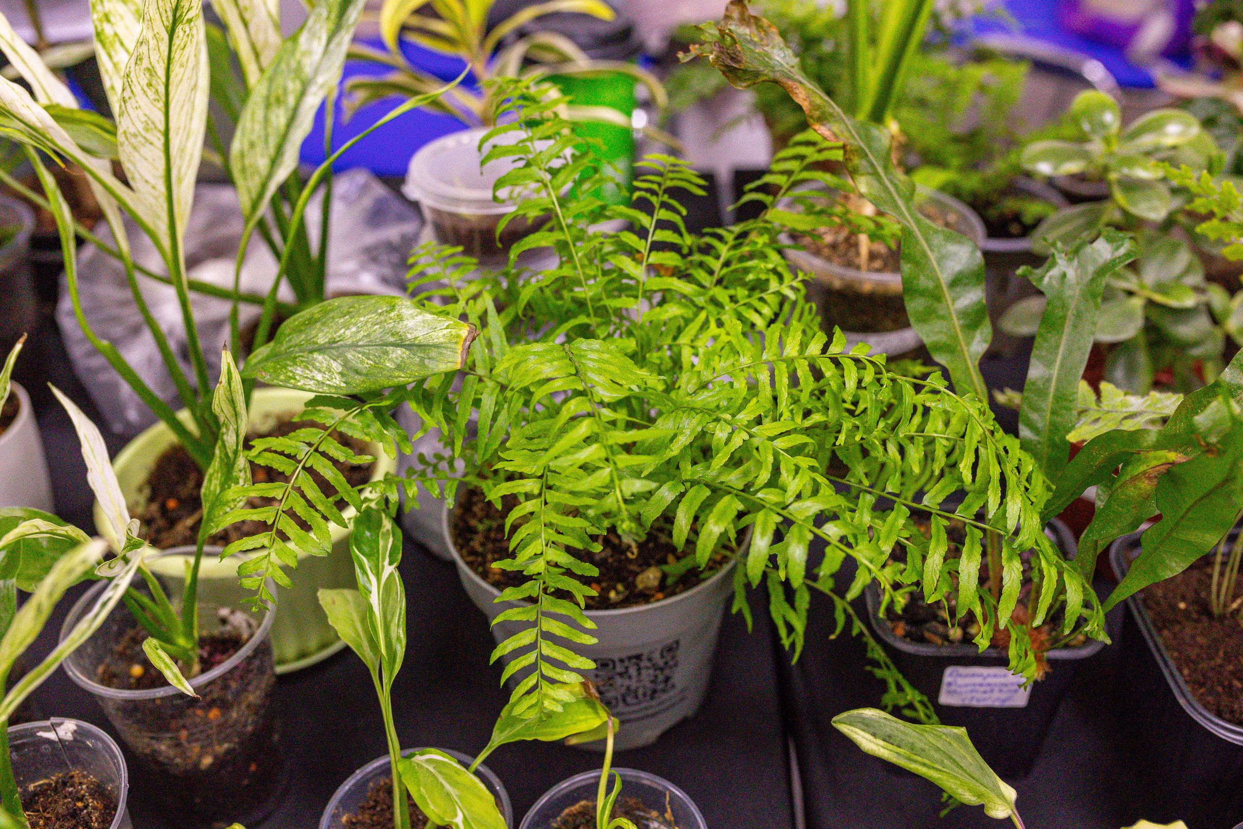 Монстериум 11–12 октября. Александра Куликова фотограф, Москва