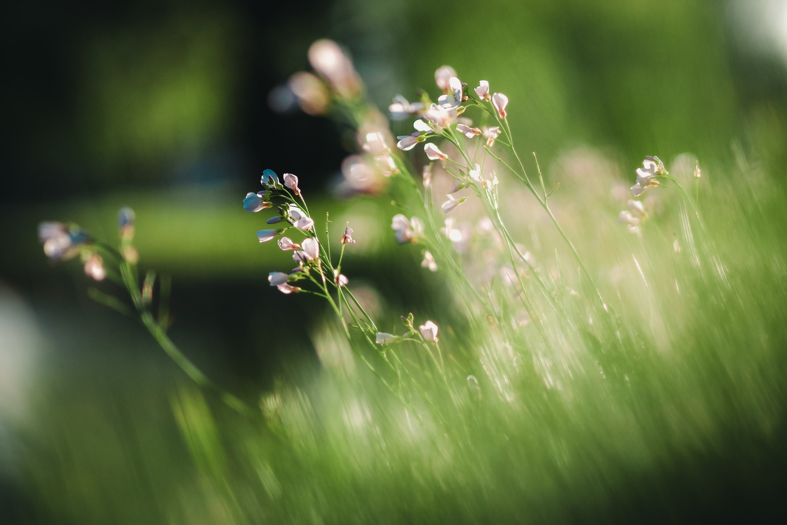 Крестовский остров. Свадебный фотограф Копков Геннадий
