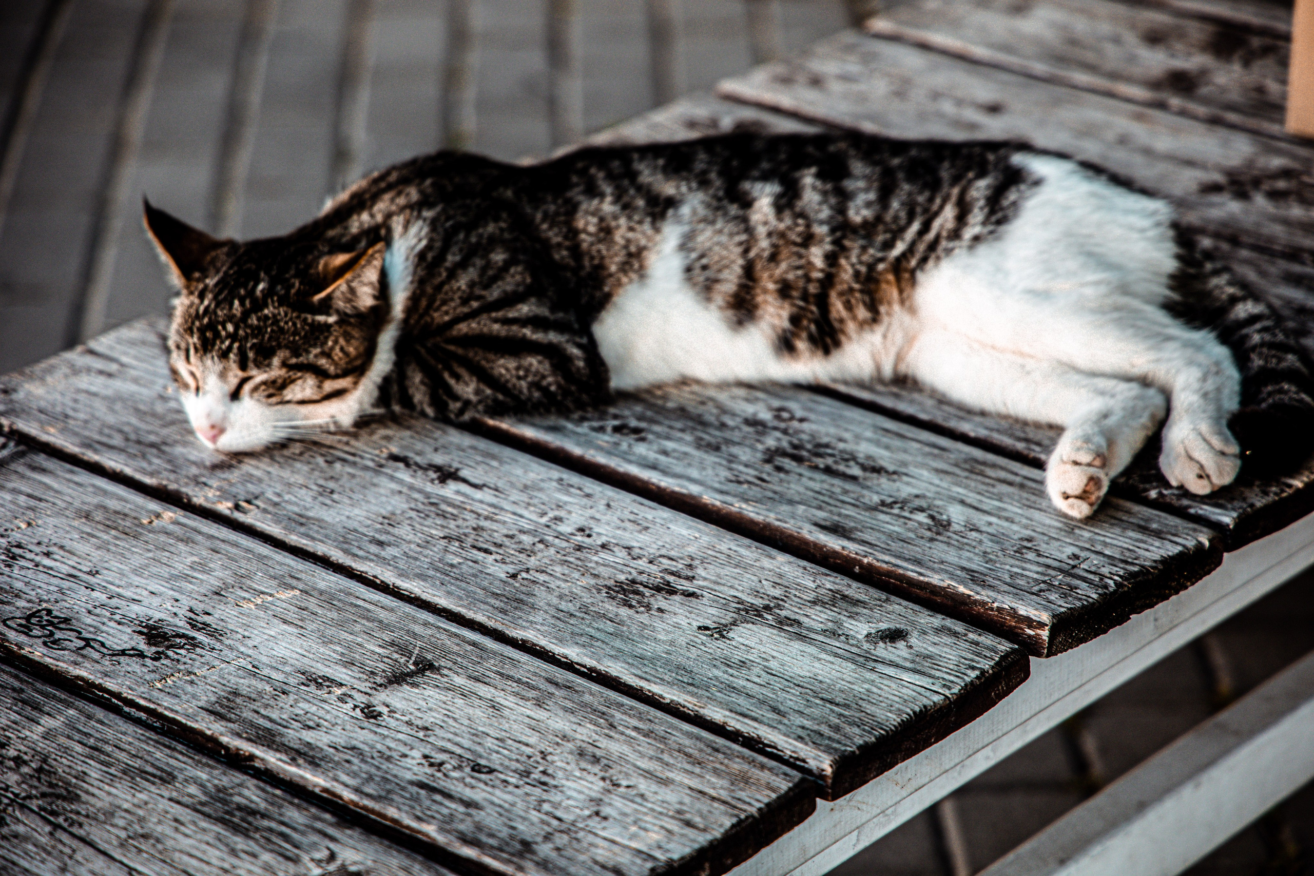 Фотограф Татьяна Марсуверских г. Жуковский, Москва и Мо. Репортажные съёмки, фотосессии,  фотограф анималист, фотосъёмка животных. Фотограф для маркетплейсов, фотоуслуги в Жуковском Татьяна Марсуверских