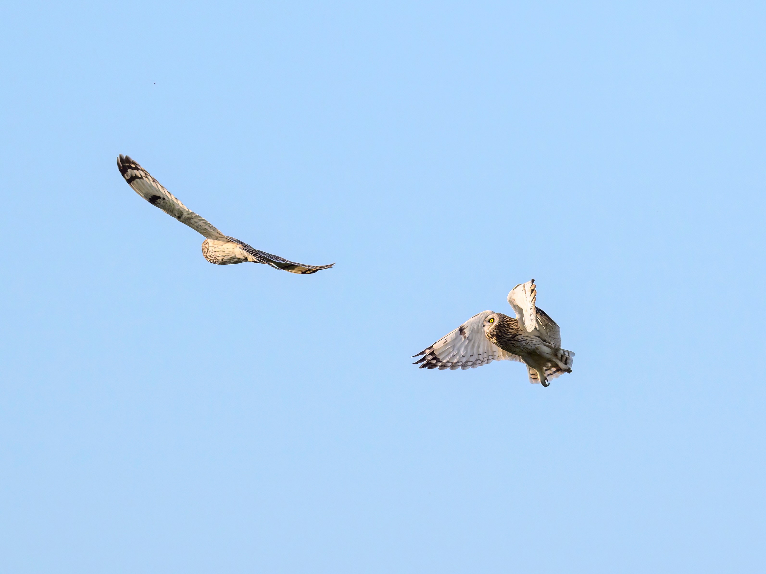 Совы играют в догонялки. Wildlife photography by Sergey Puponin