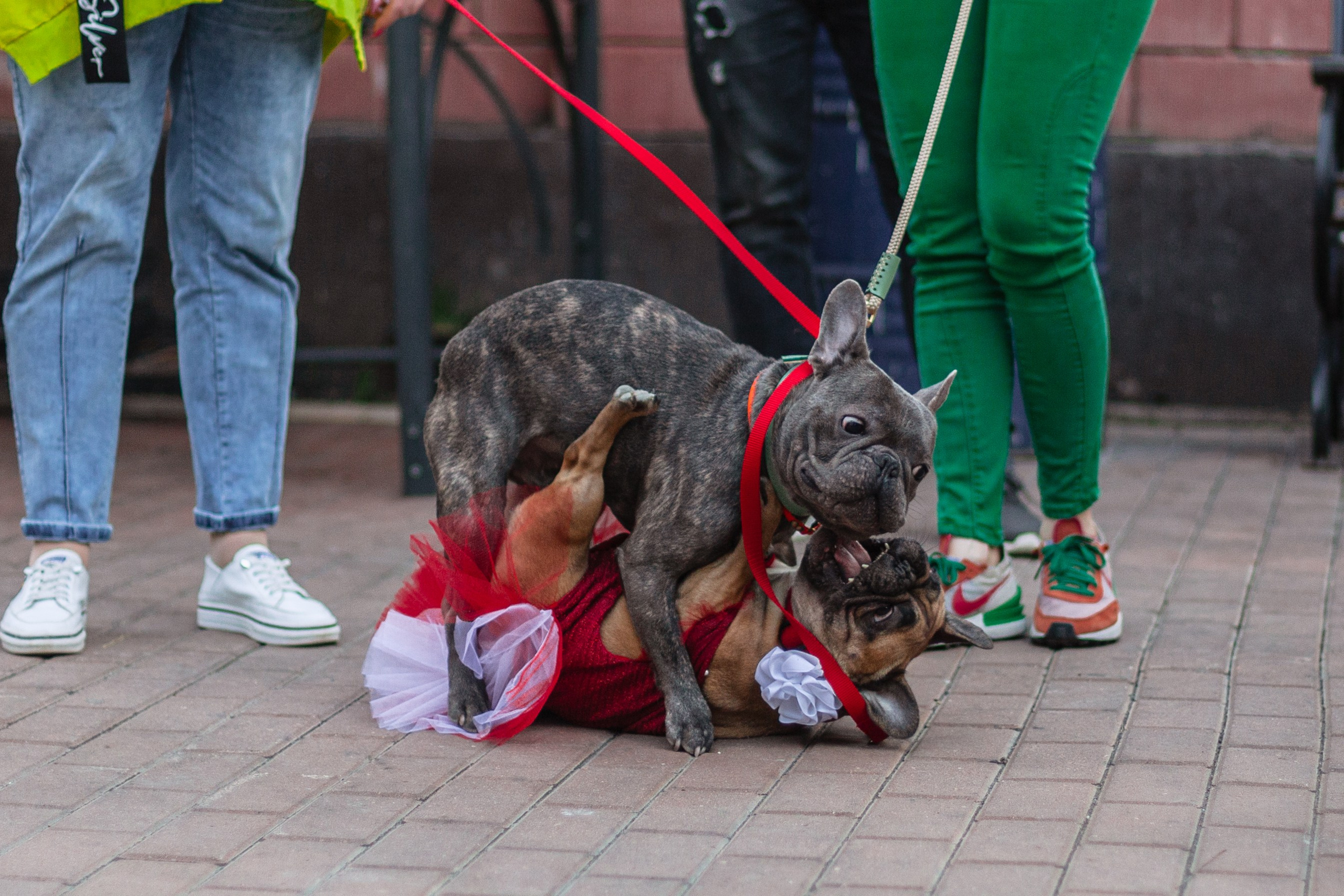 Бульбалл 23.04.2023. Фотограф-анималист Татьяна Степанова