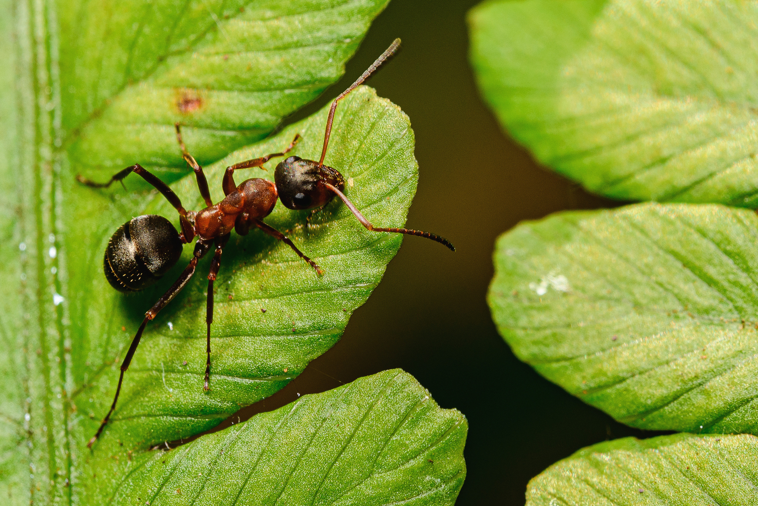 Макро. Фотограф в Уральске | Трищенков Гордей