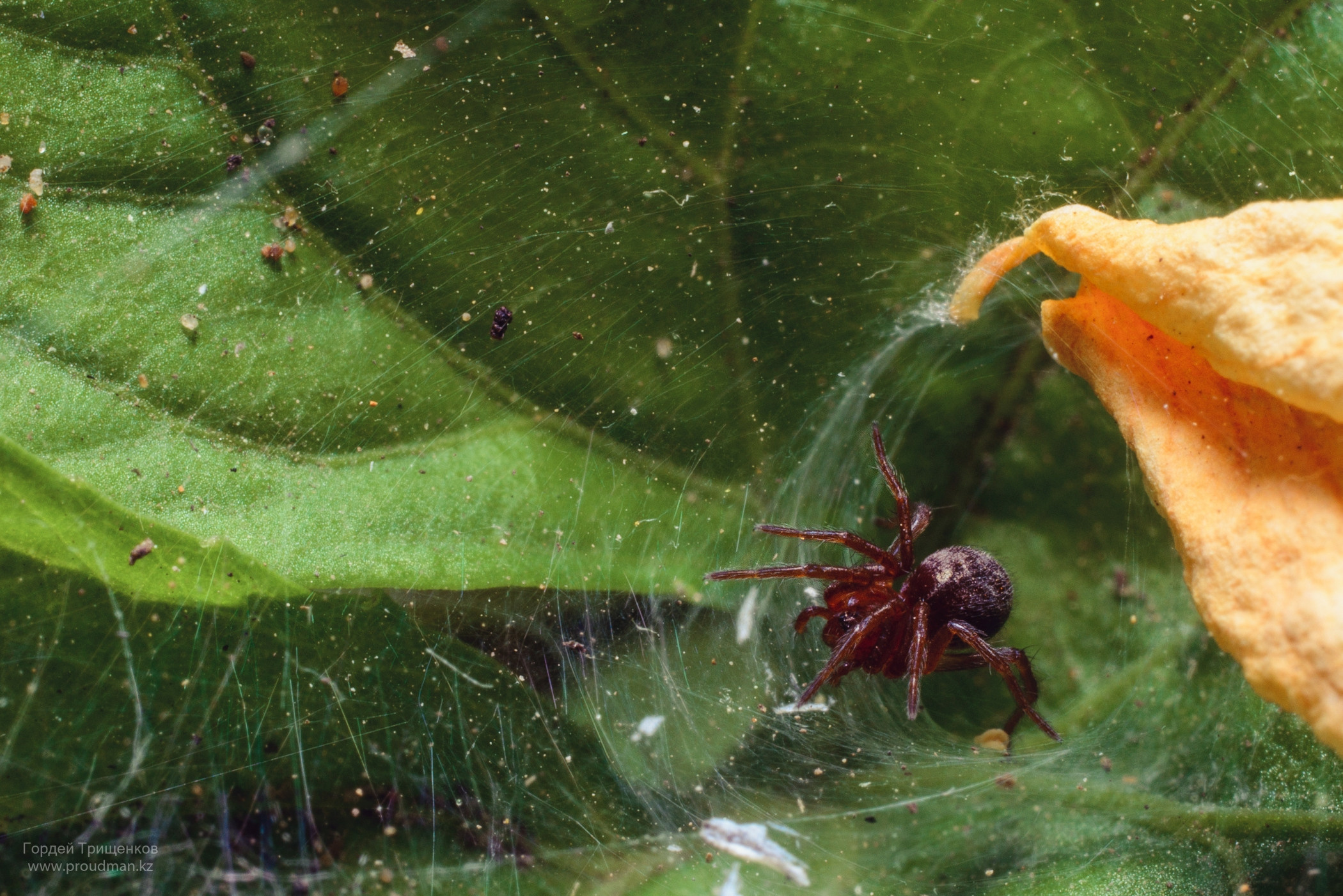 Макро. Фотограф в Уральске | Трищенков Гордей