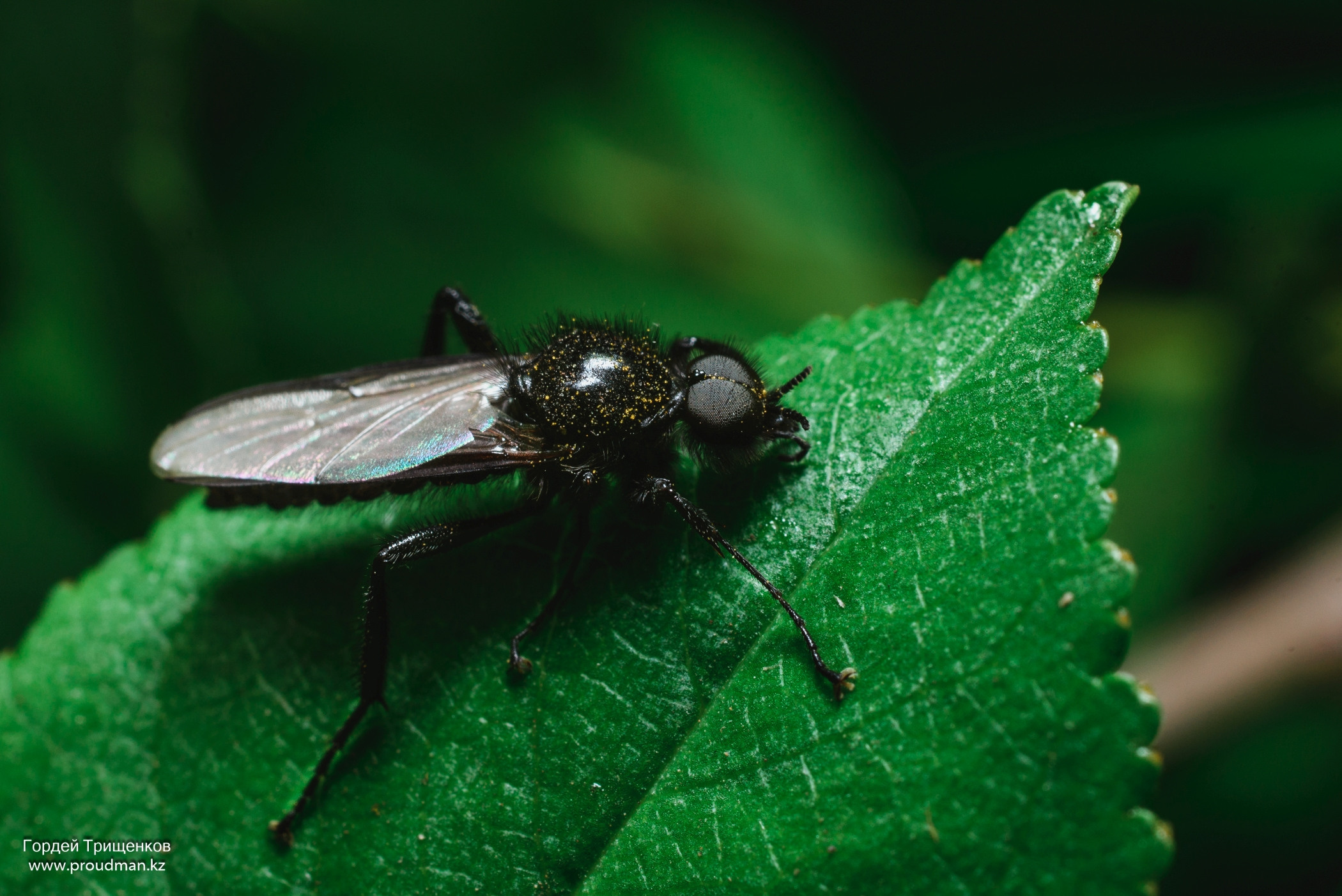 Макро. Фотограф в Уральске | Трищенков Гордей